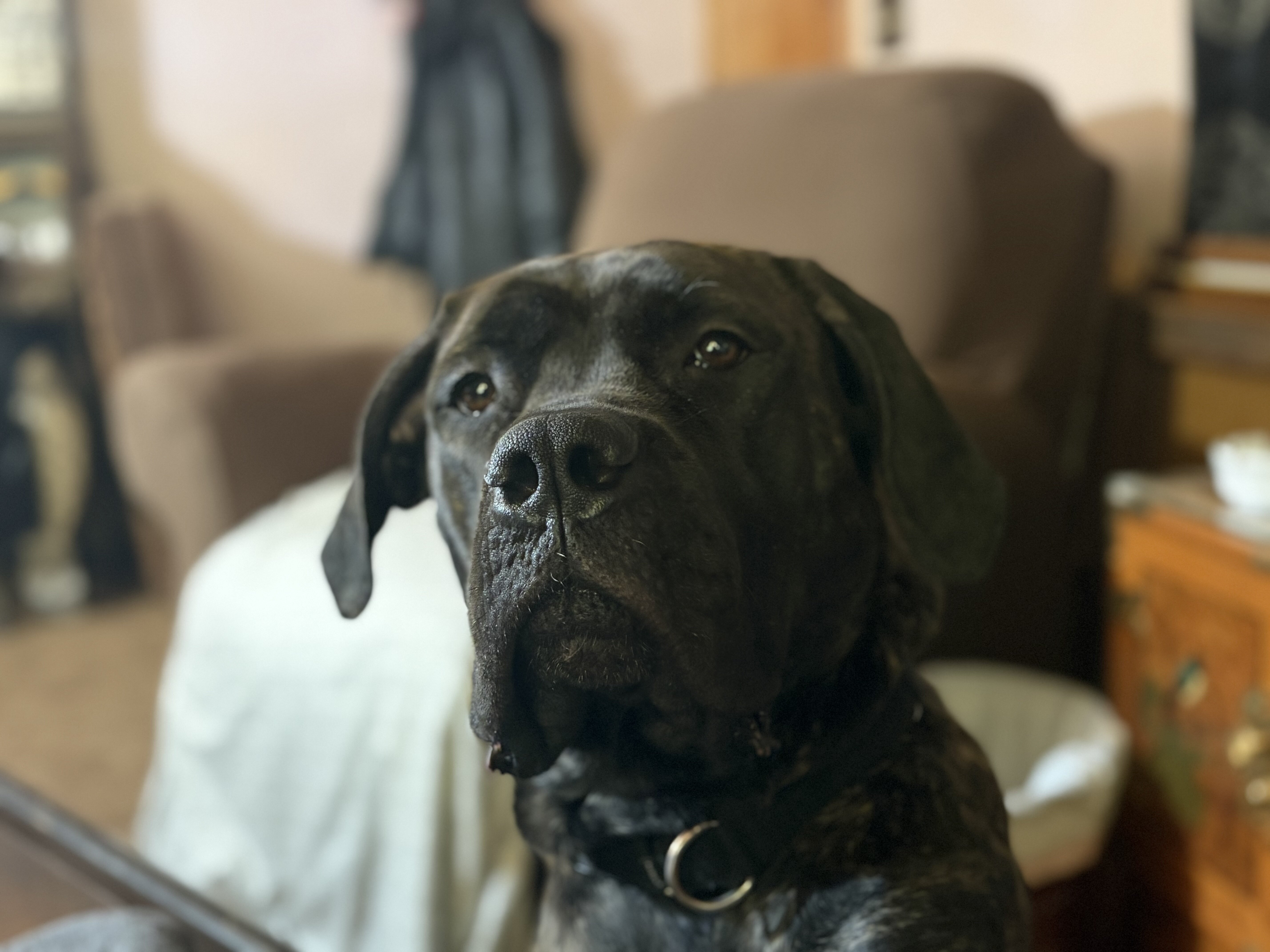 Dog image 2