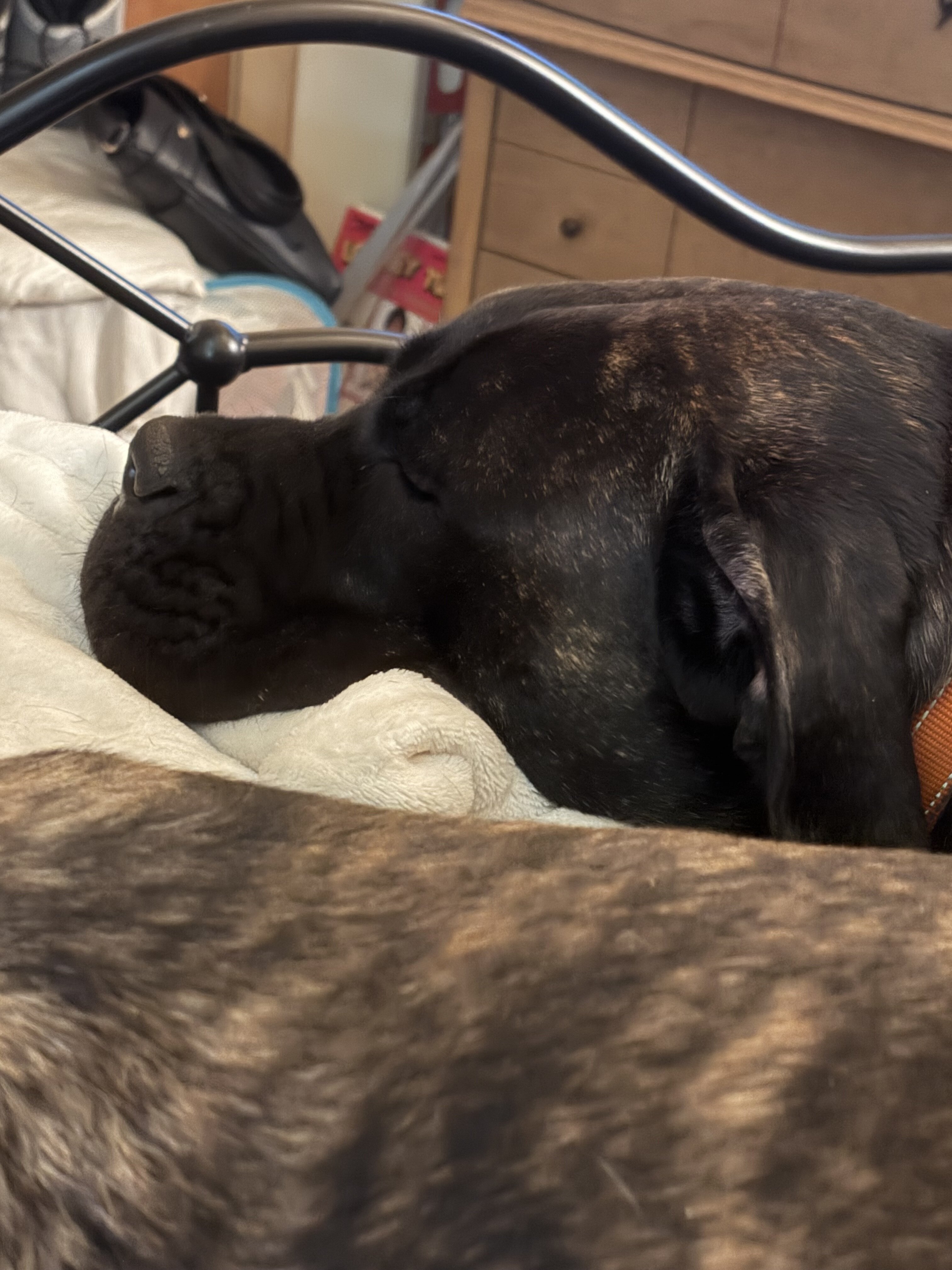 Dog image 1