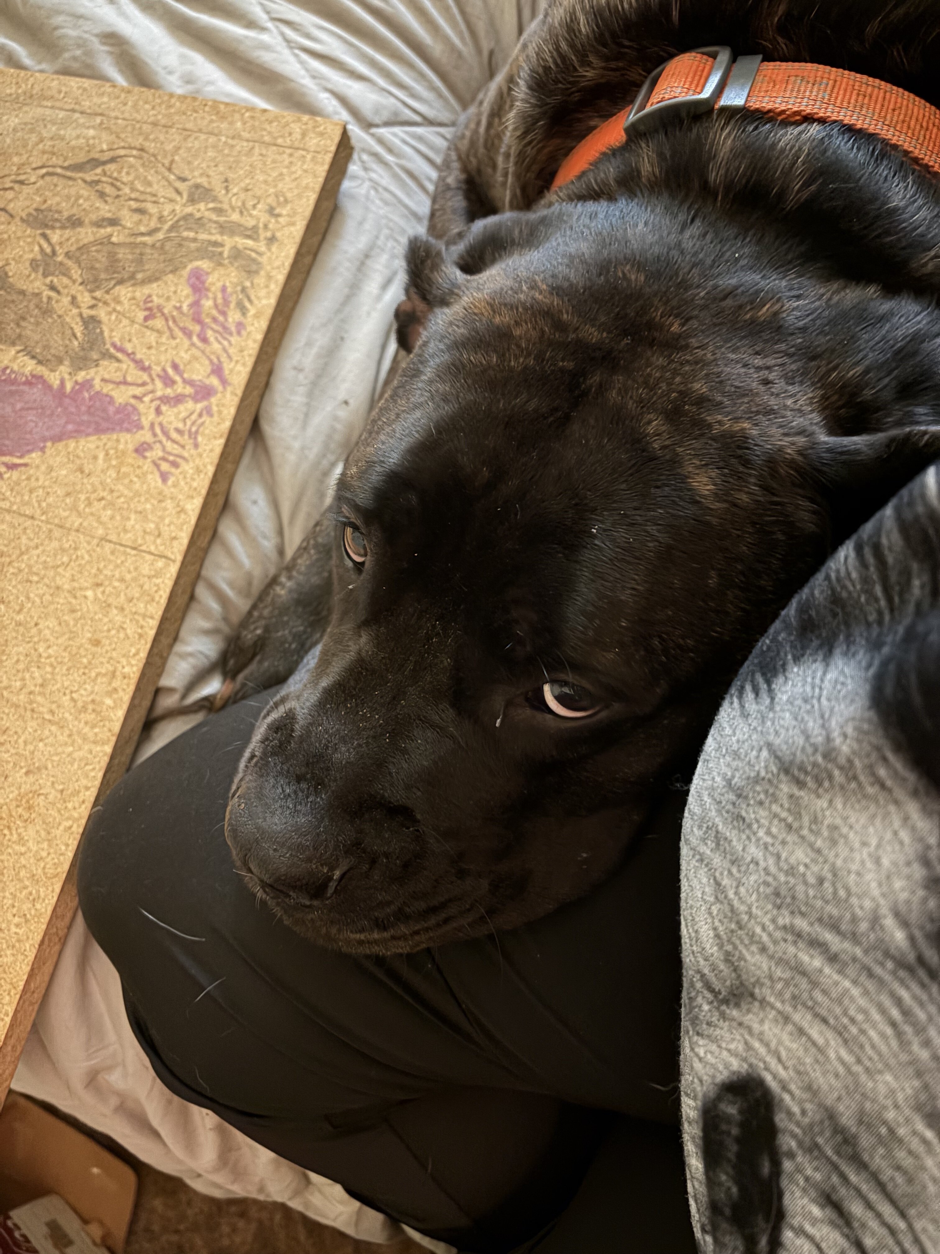 Dog image 4