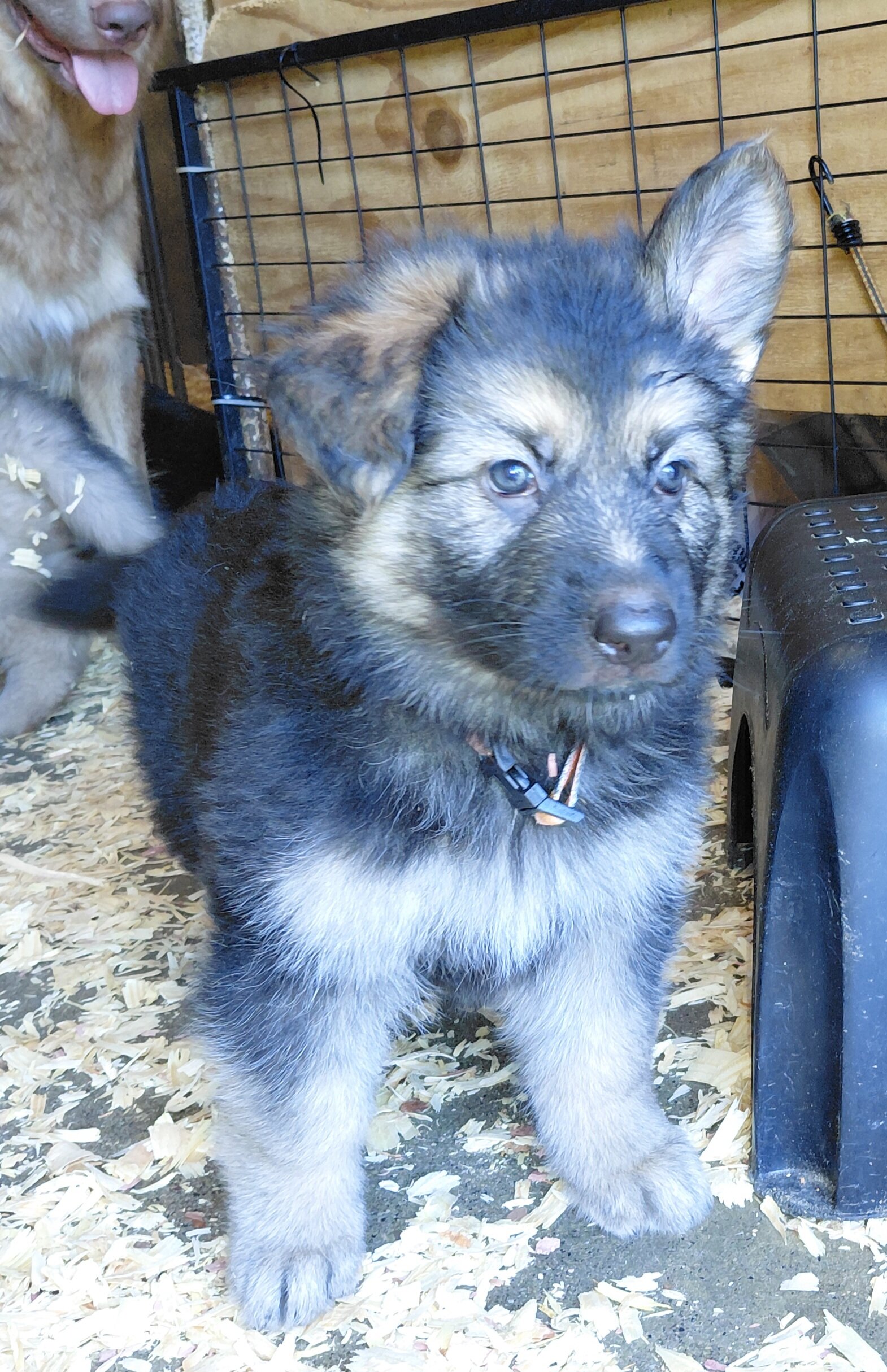German shepherd puppies image 2