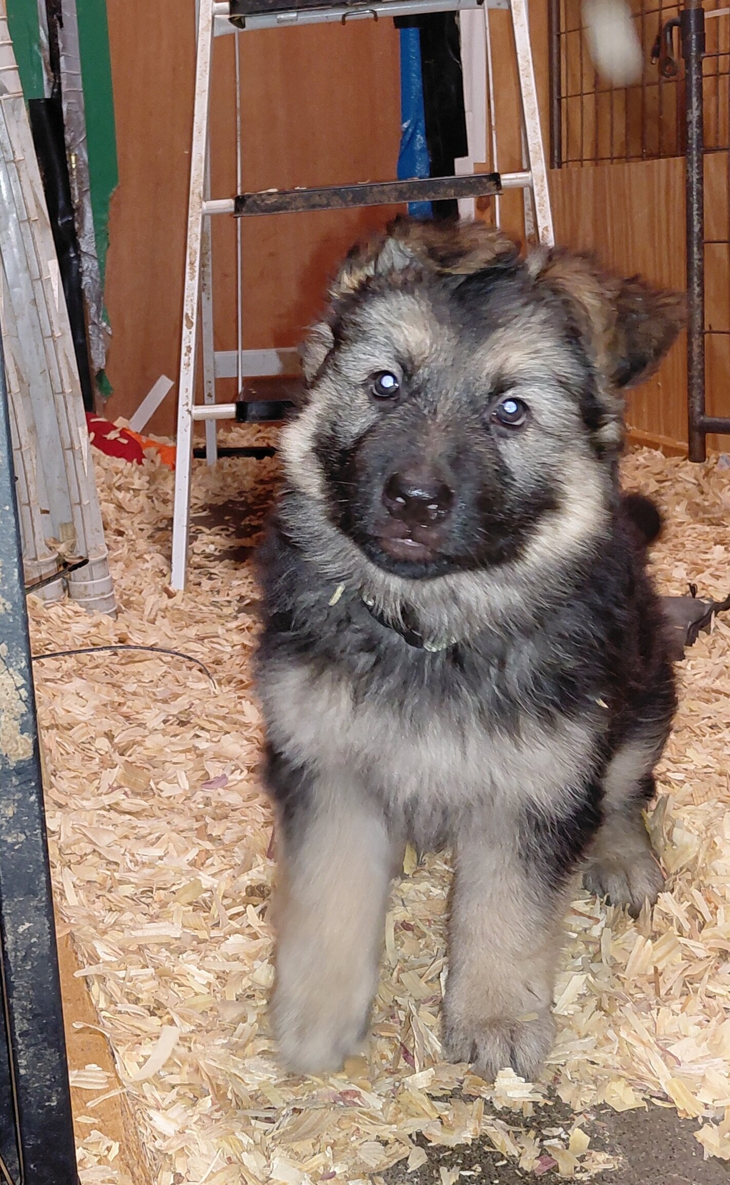 German shepherd puppies image 3