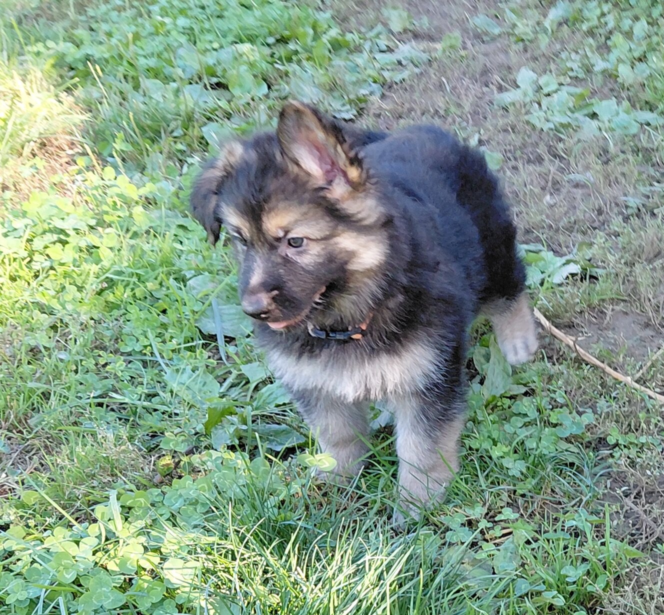 German shepherd puppies image 1