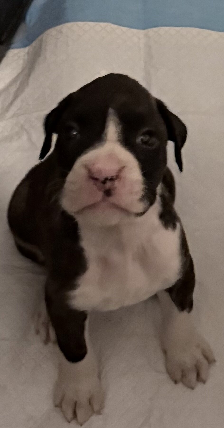 Boxer Puppies image 6
