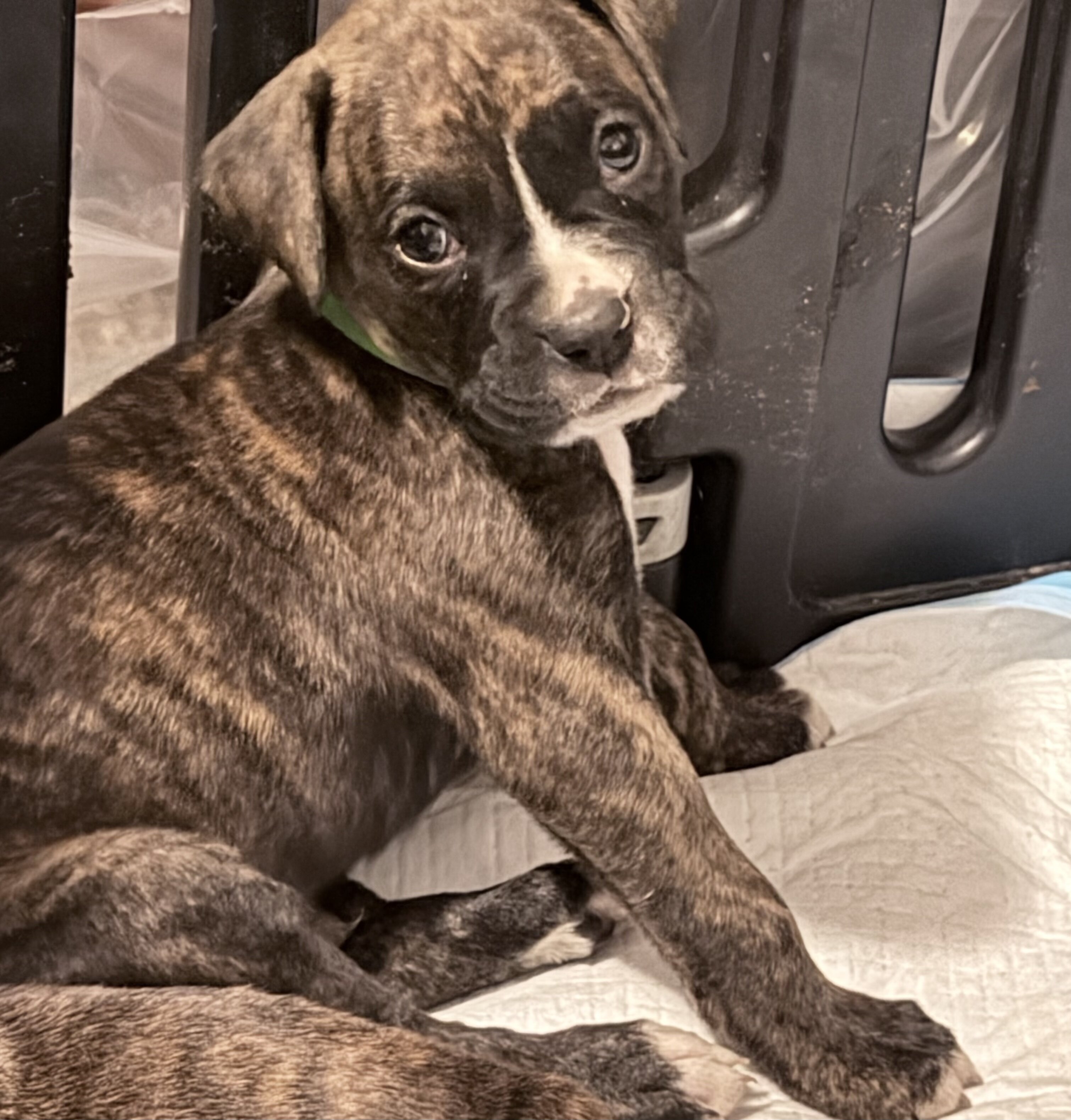 Boxer Puppies image 2