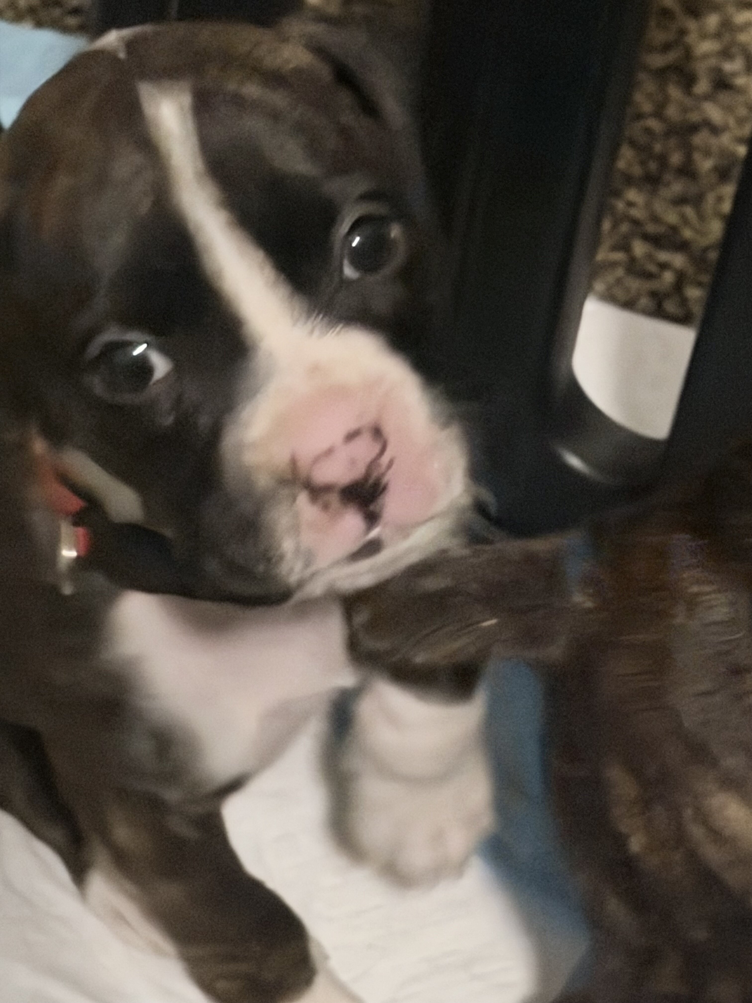 Boxer Puppies image 7