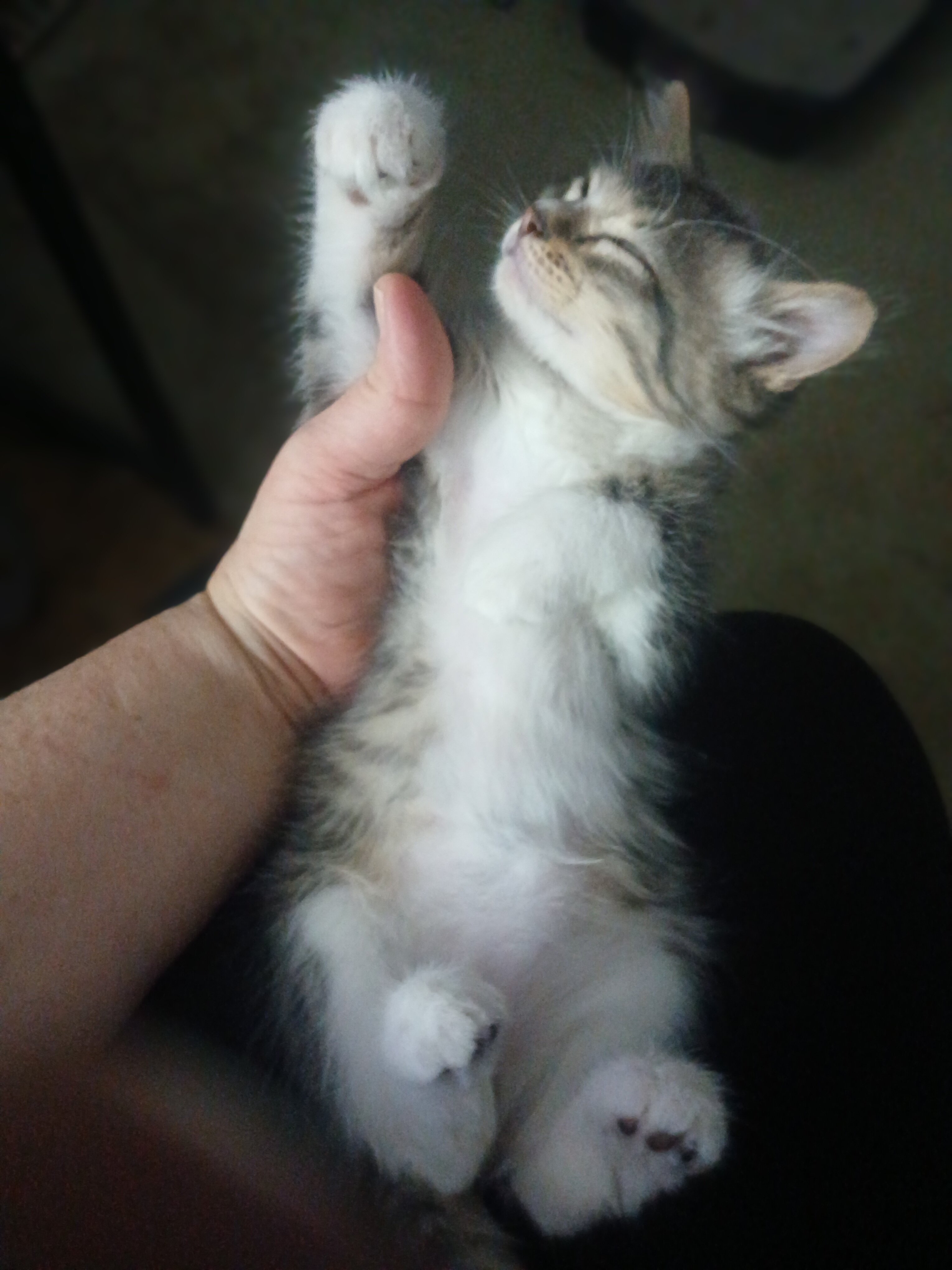 free kittens image 4