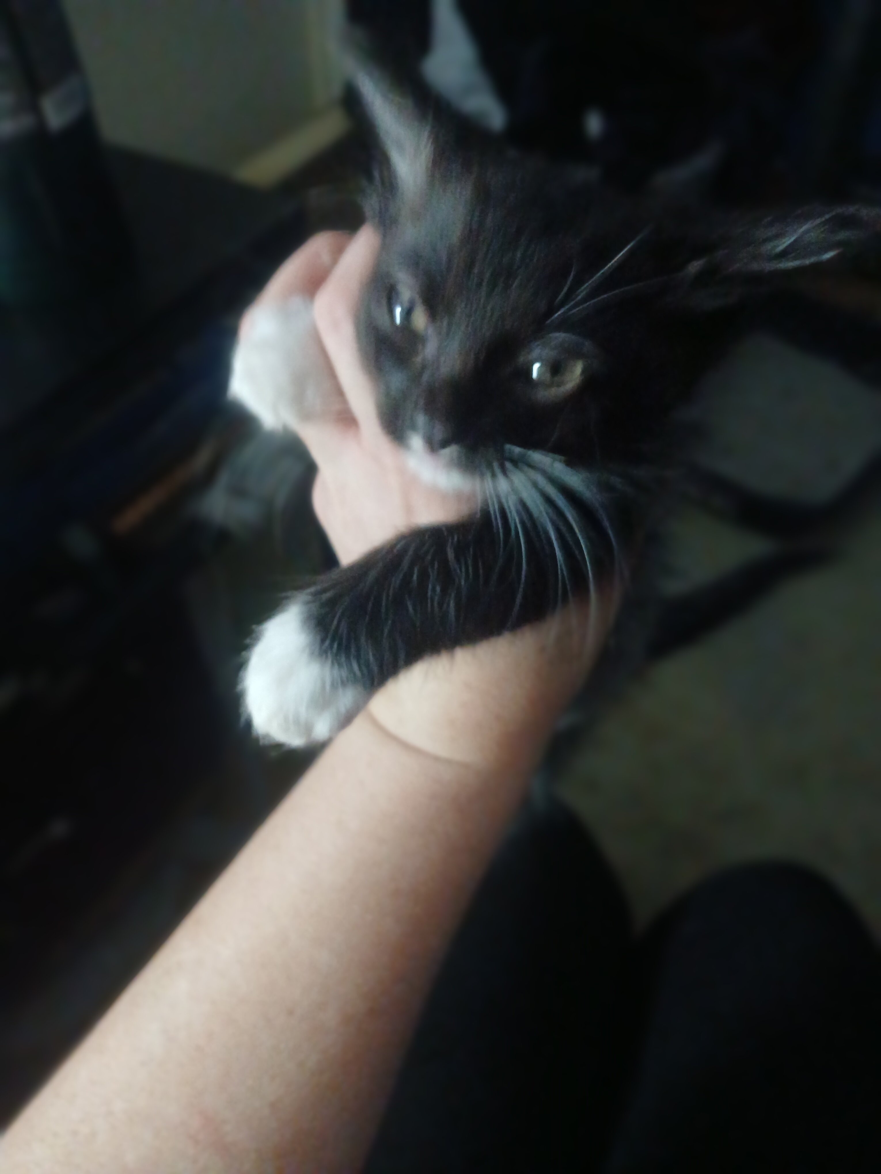 free kittens image 2