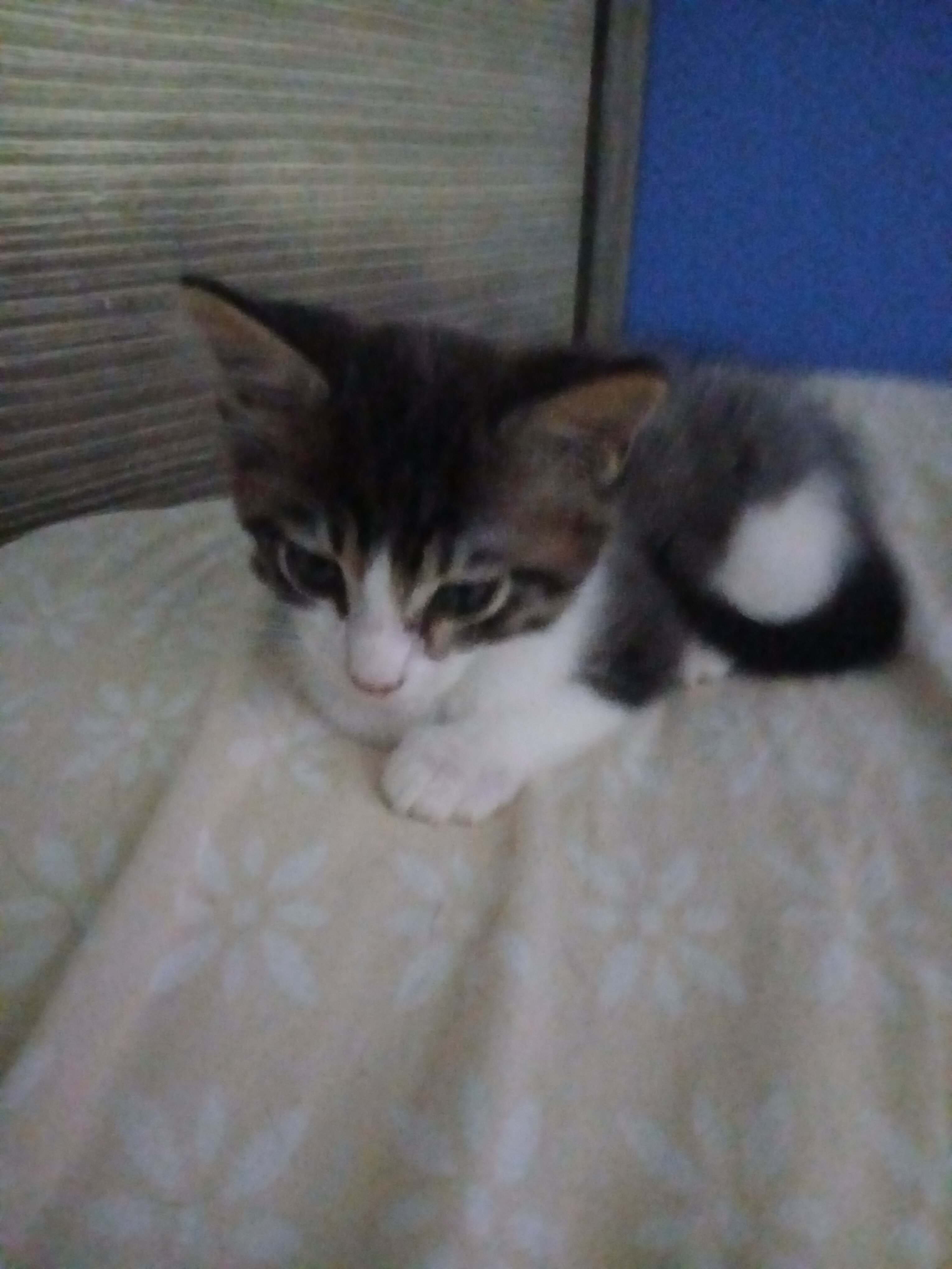 free kittens image 1