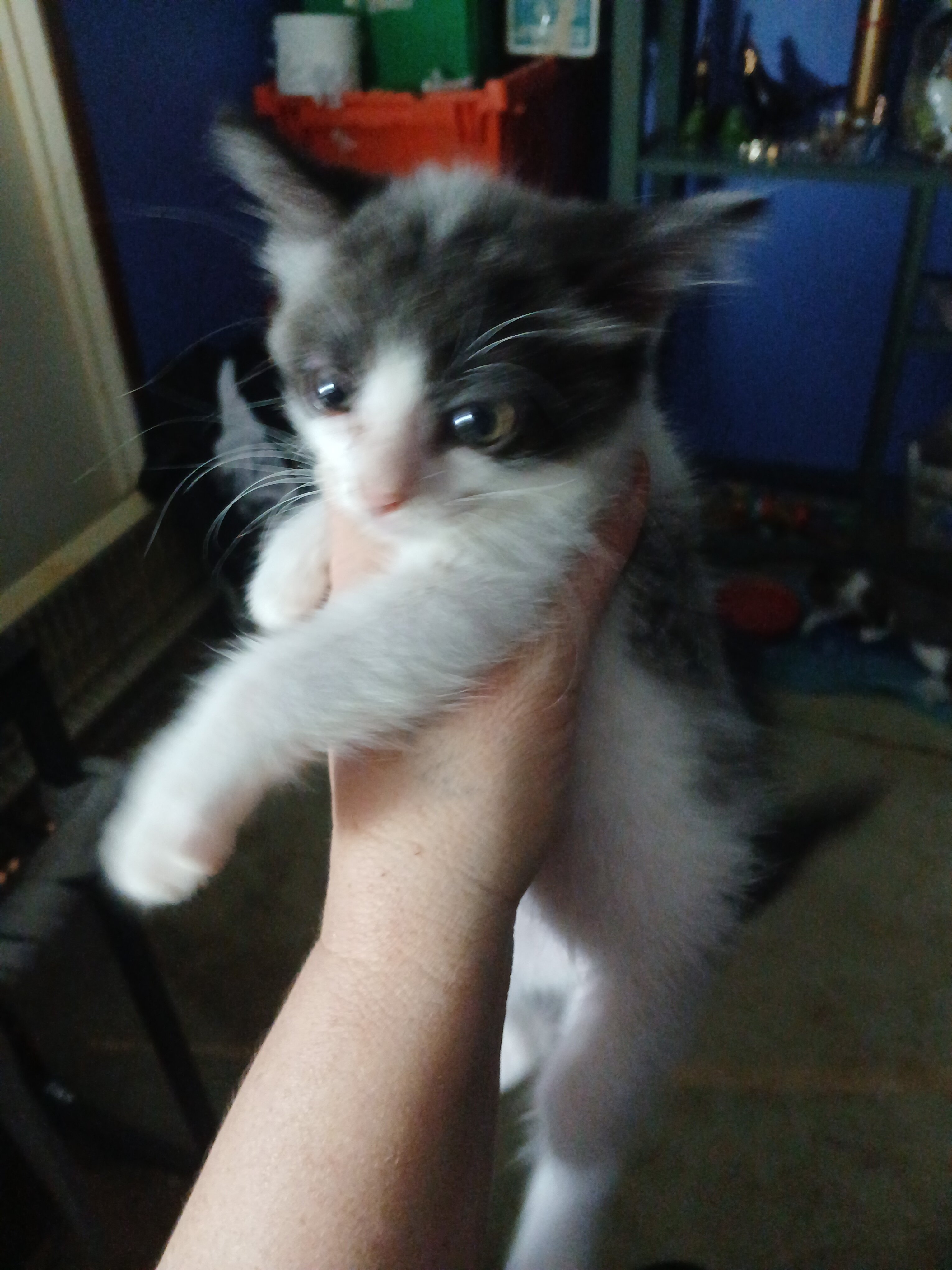 free kittens image 3