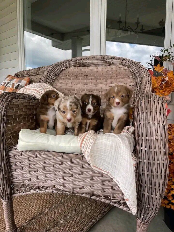 Australian shepherd puppies image 1