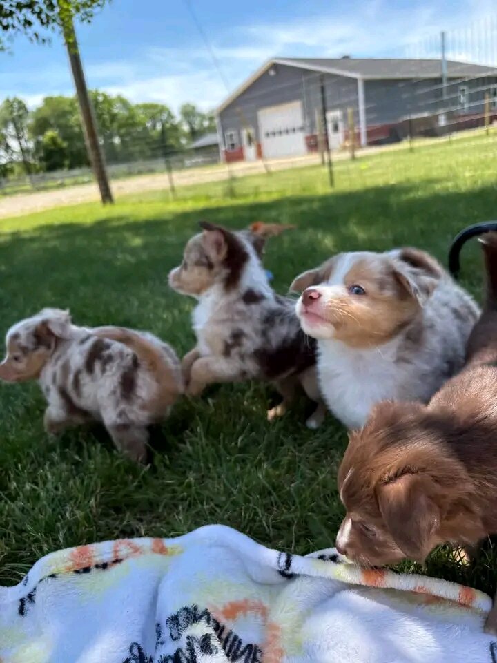 Australian shepherd puppies image 2