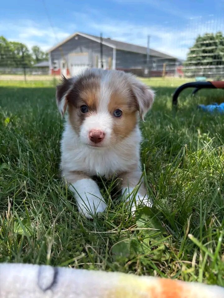 Teacup Yorkie puppies image 6
