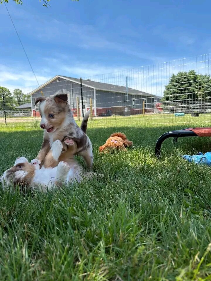 Teacup Yorkie puppies image 2