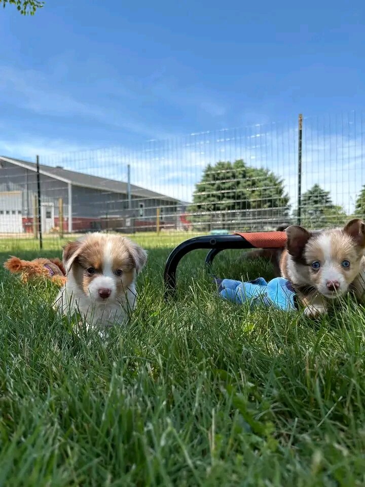 Teacup Yorkie puppies image 1