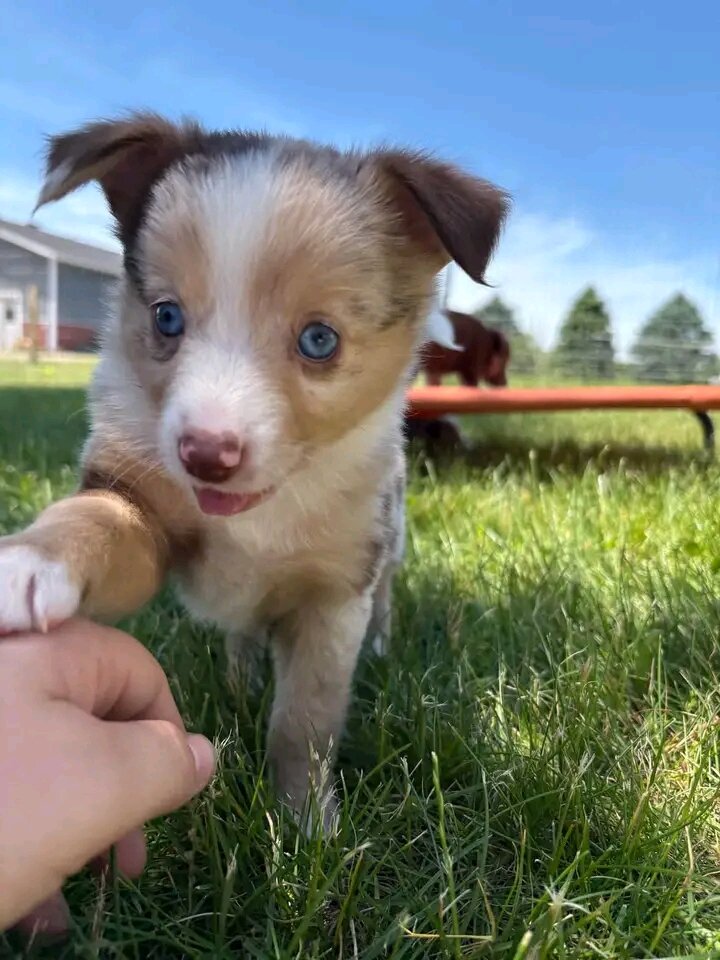Teacup Yorkie puppies image 4