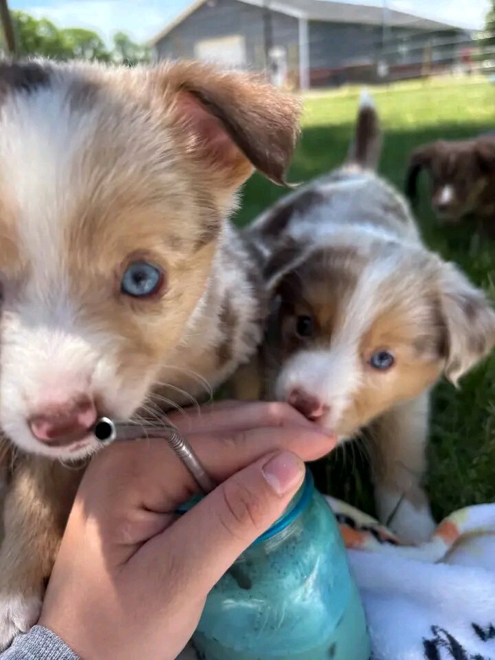 Teacup Yorkie puppies image 7