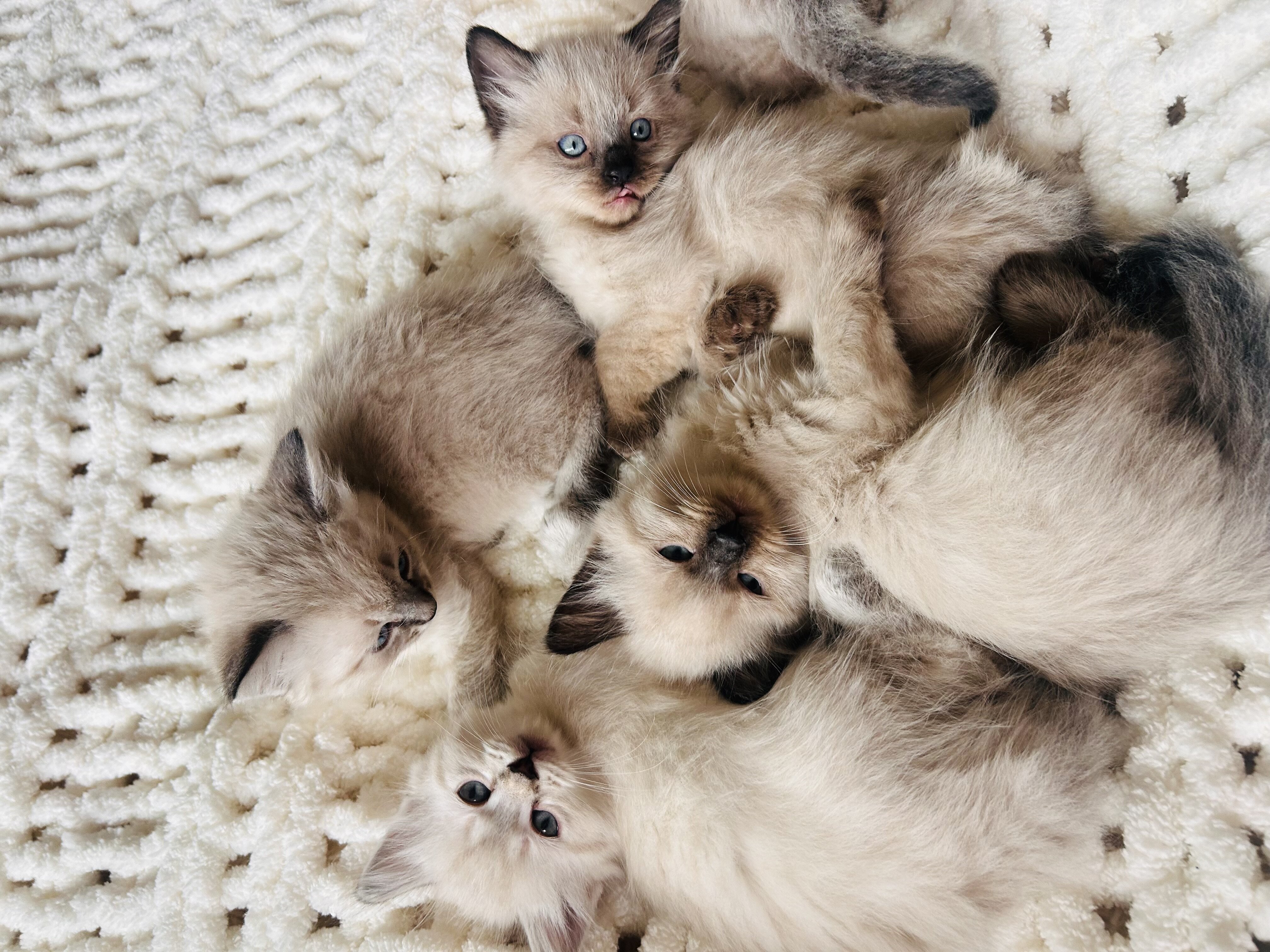 Siberian Ragdoll image 1