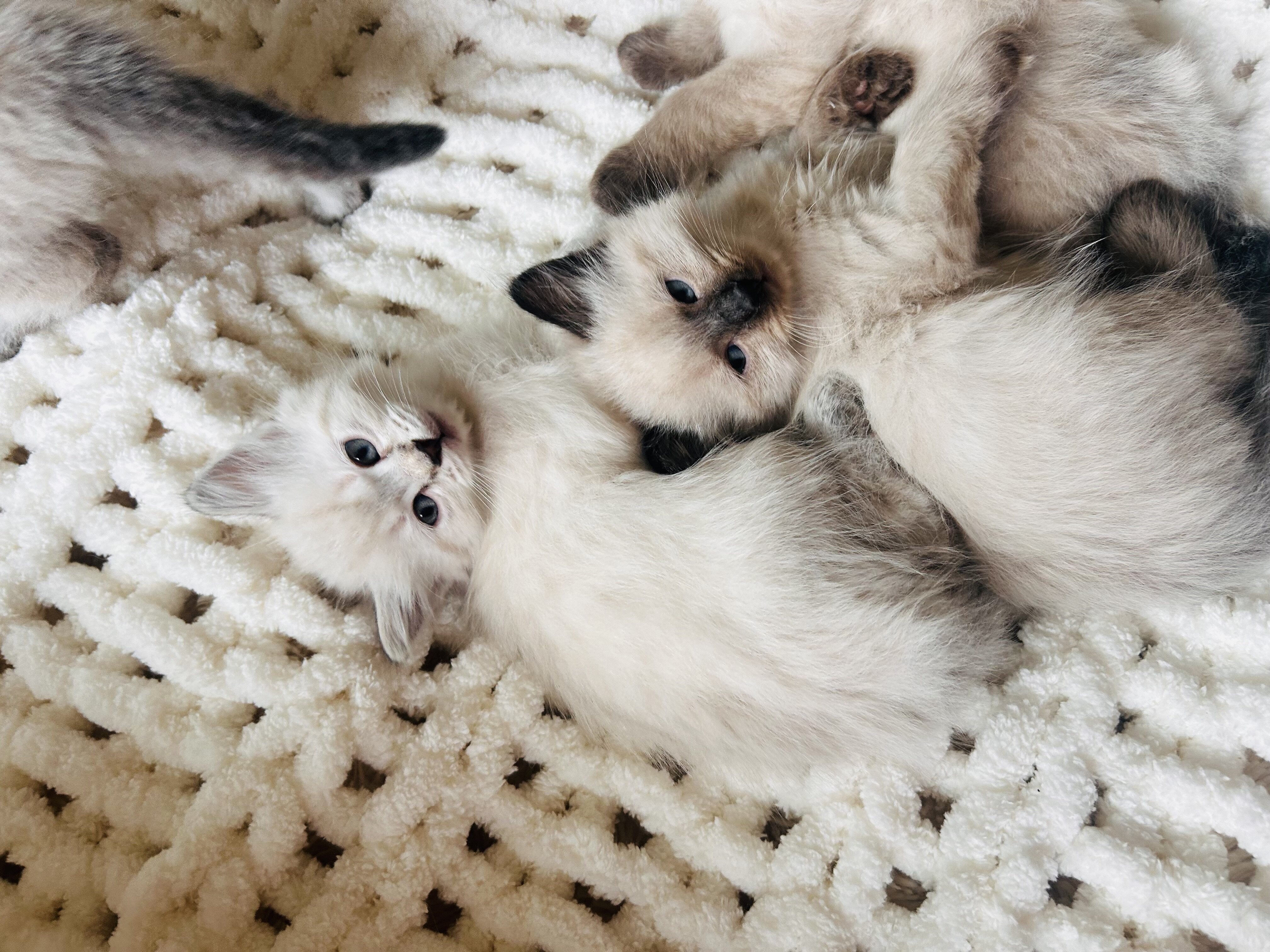 Siberian Ragdoll image 2