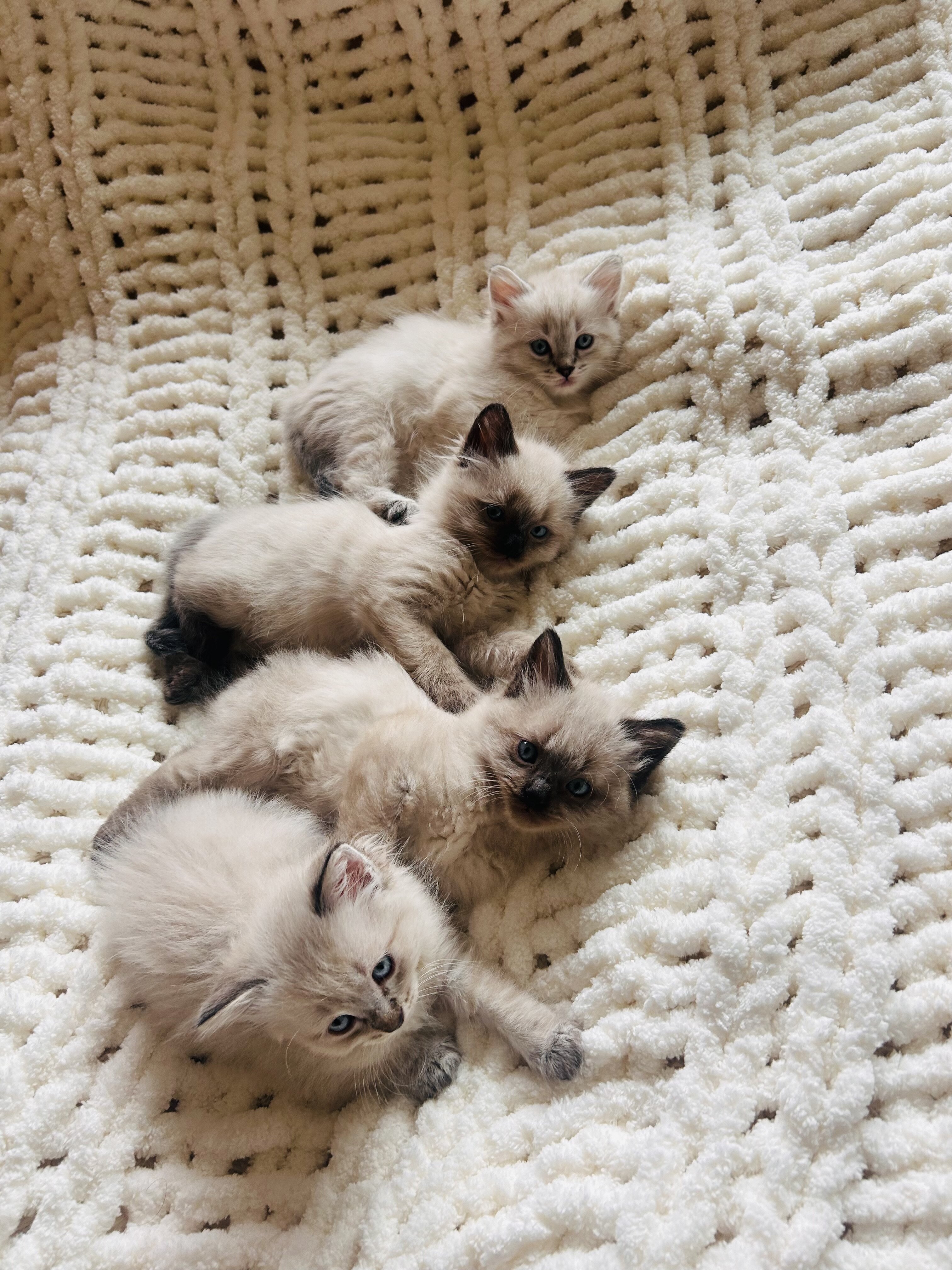 Siberian Ragdoll image 3