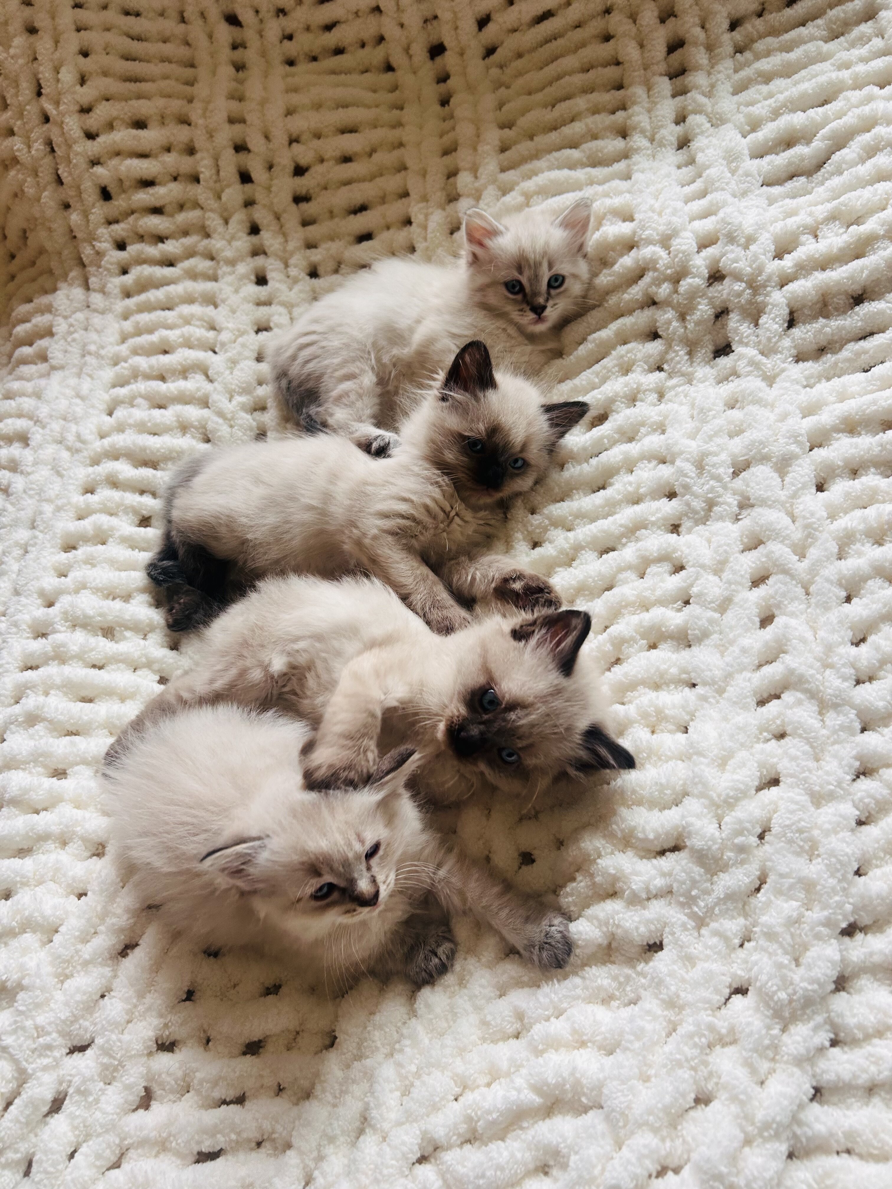 Siberian Ragdoll image 4