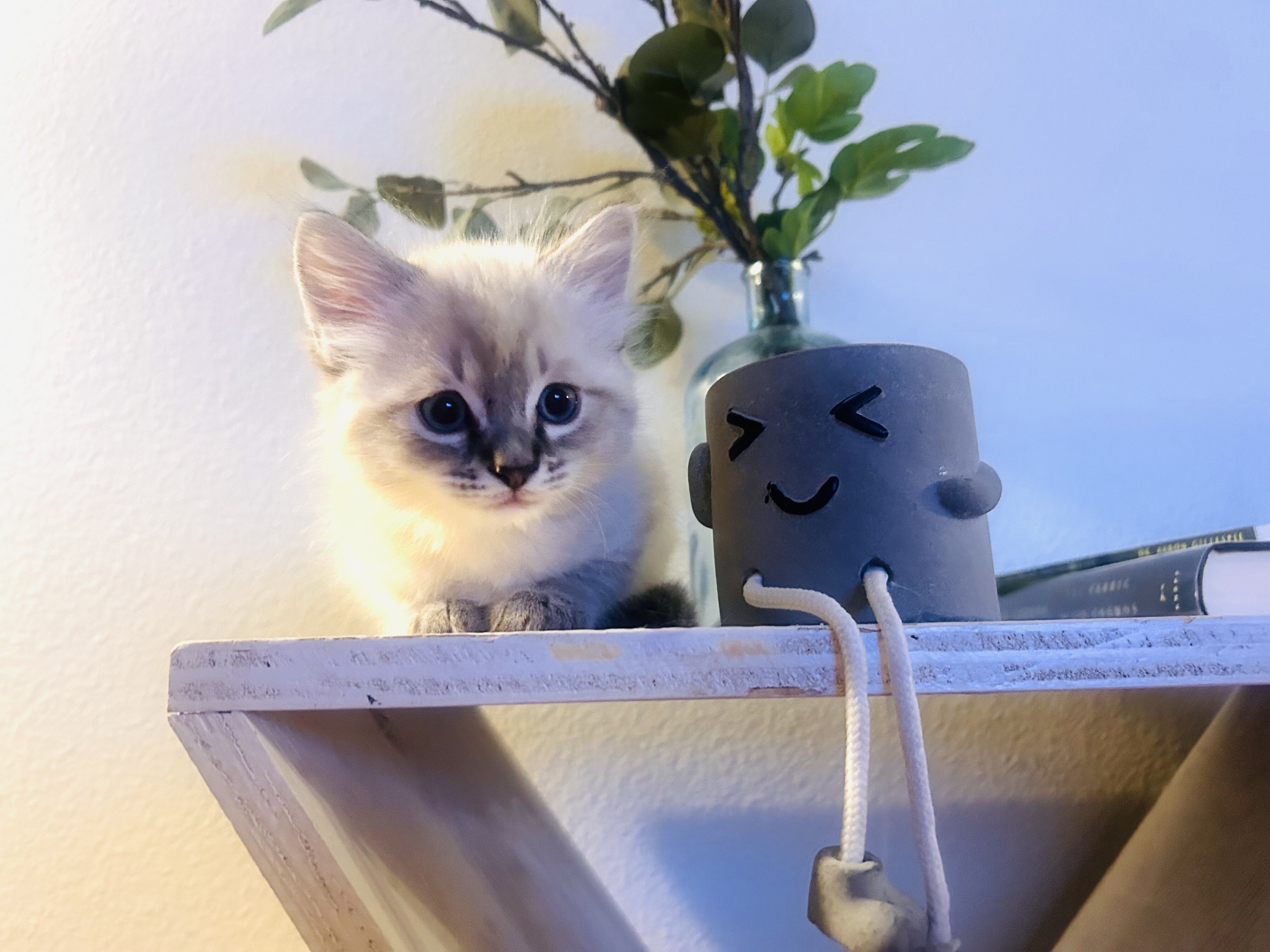 Siberian Ragdoll image 7
