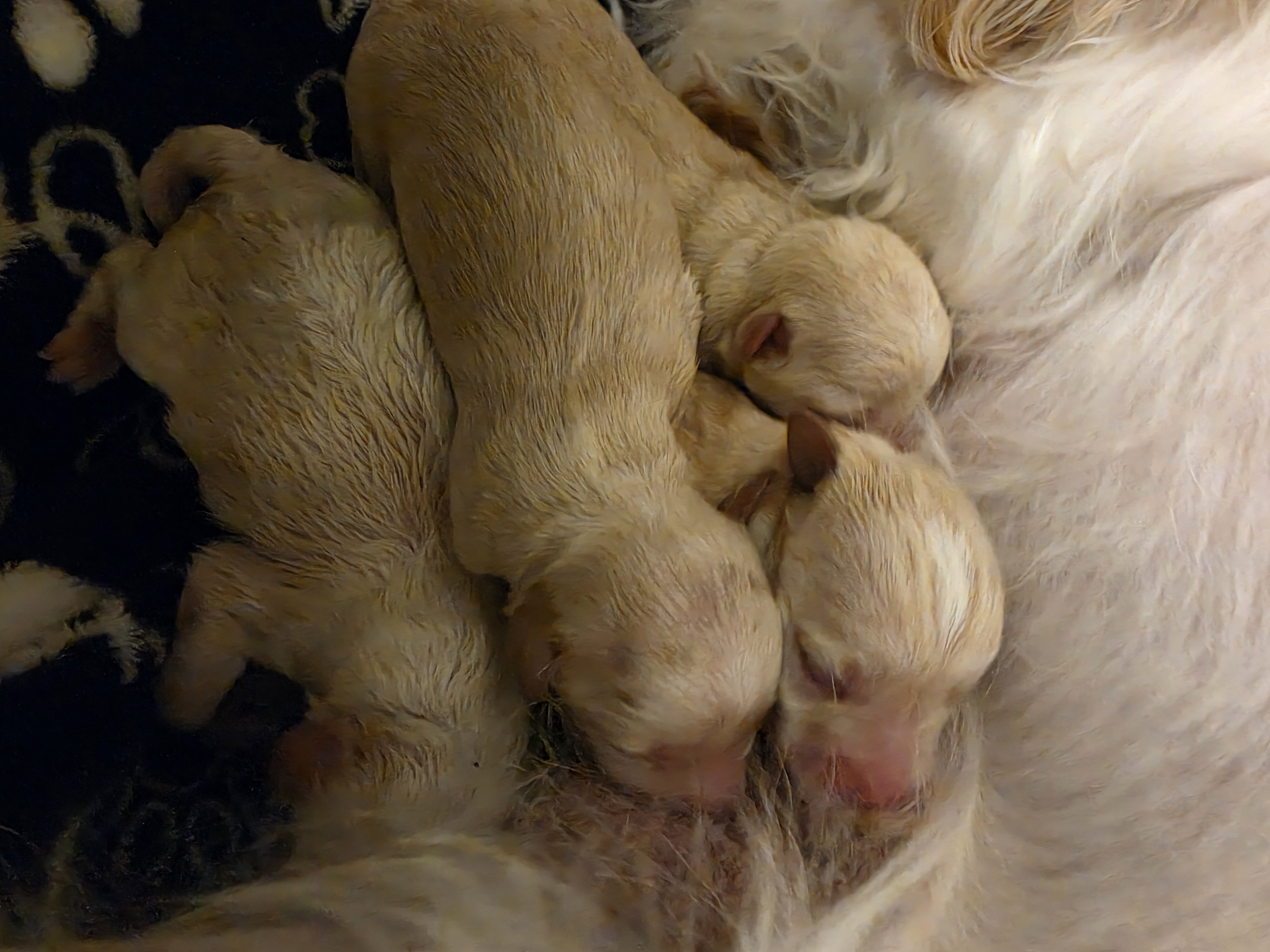 Maltese puppies image 1