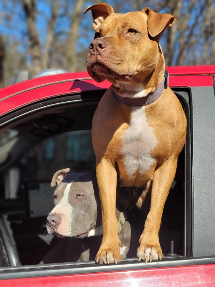 Beautiful pitbull puppies image 9