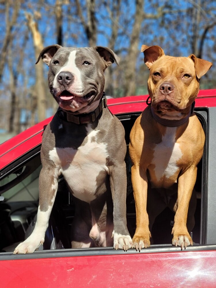 Beautiful pitbull puppies image 10