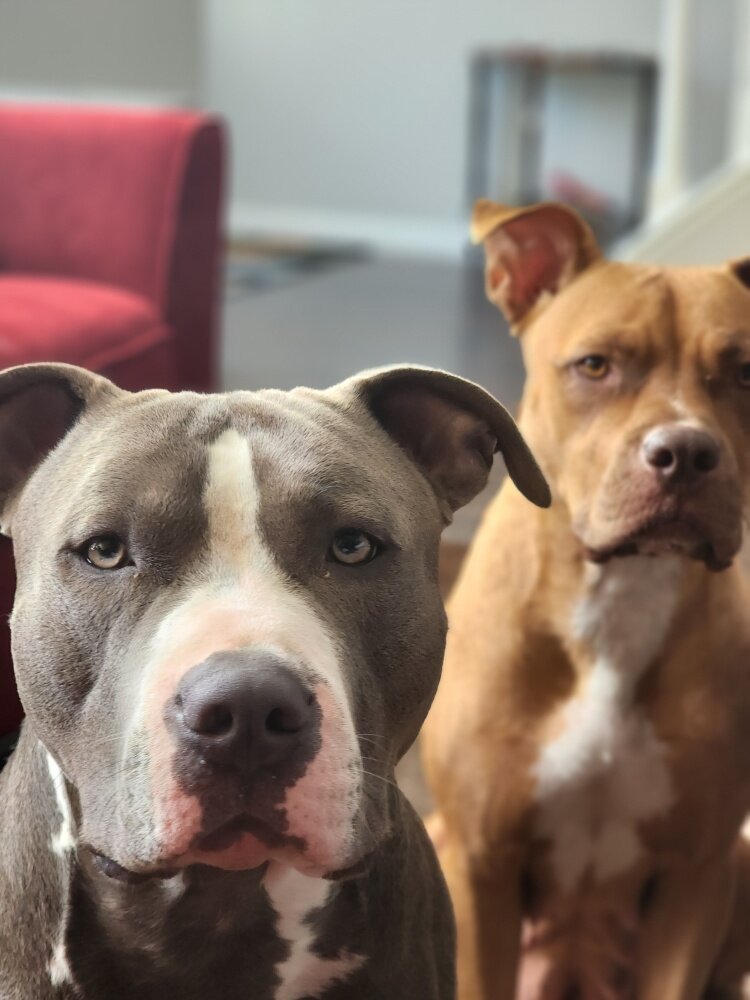 Beautiful pitbull puppies image 7