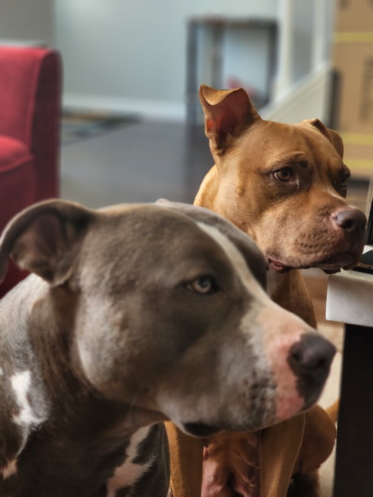 Beautiful pitbull puppies image 8