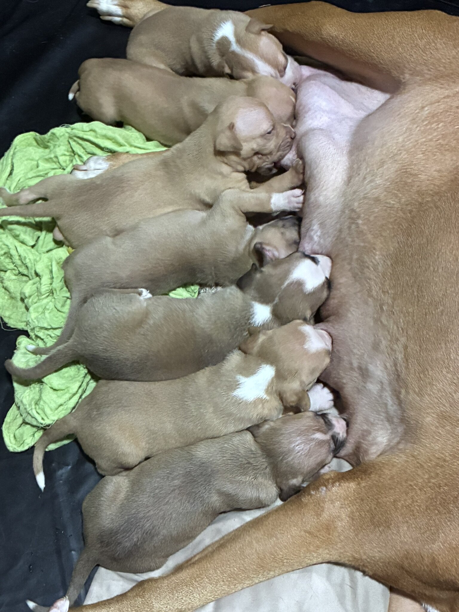 Beautiful pitbull puppies image 4
