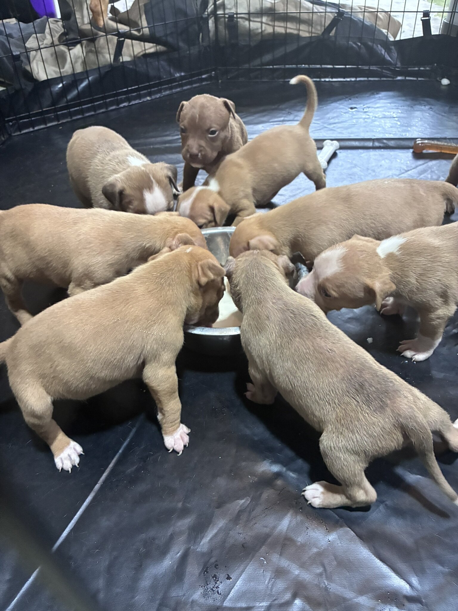 Beautiful pitbull puppies image 5