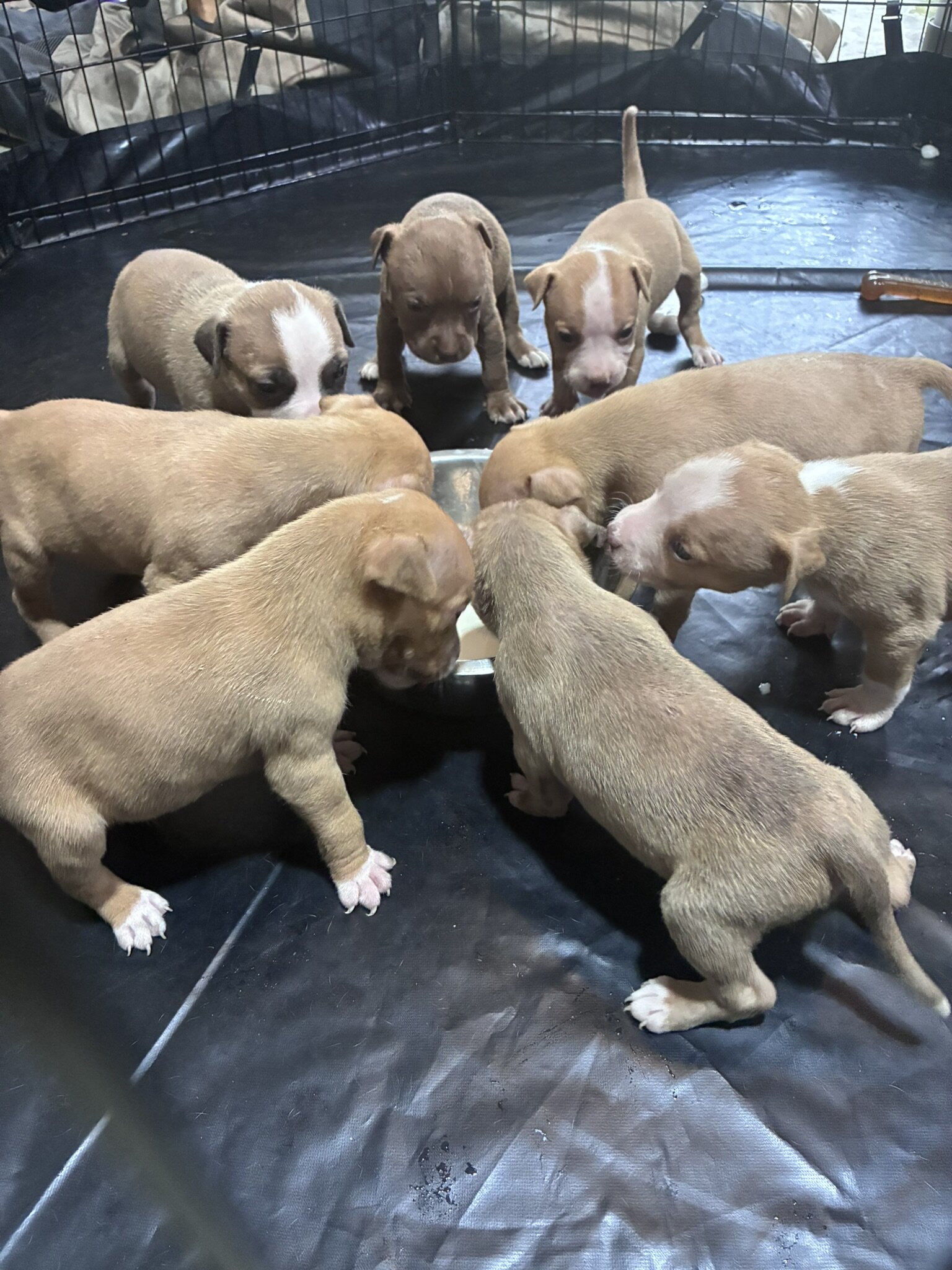 Beautiful pitbull puppies image 6