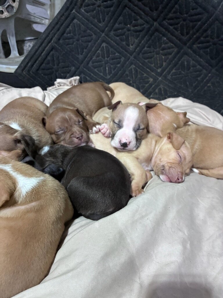 Beautiful pitbull puppies image 3