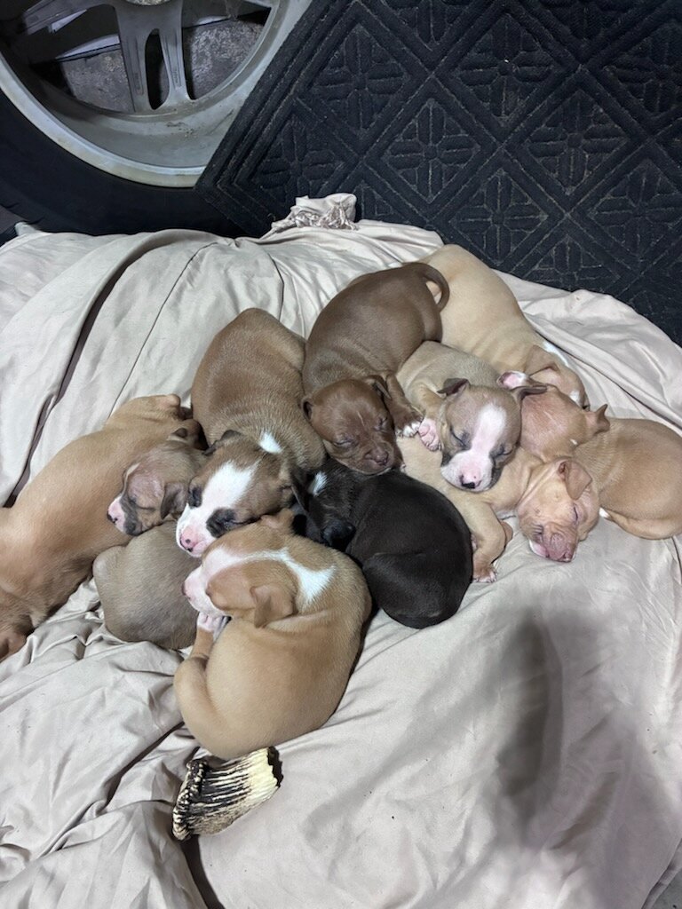 Beautiful pitbull puppies image 2