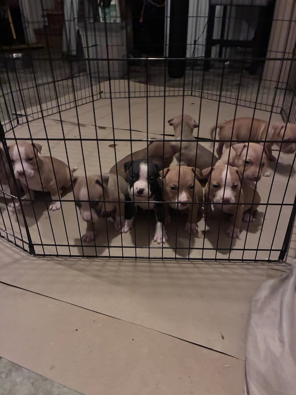 Beautiful pitbull puppies image 1