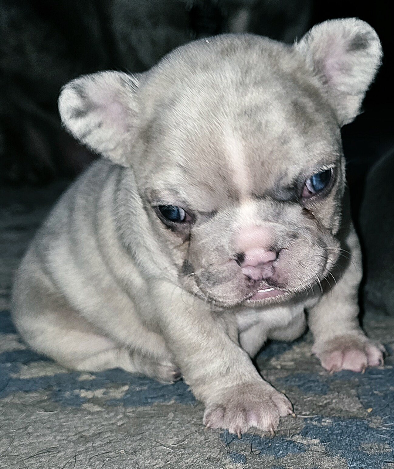 French bulldogs image 4