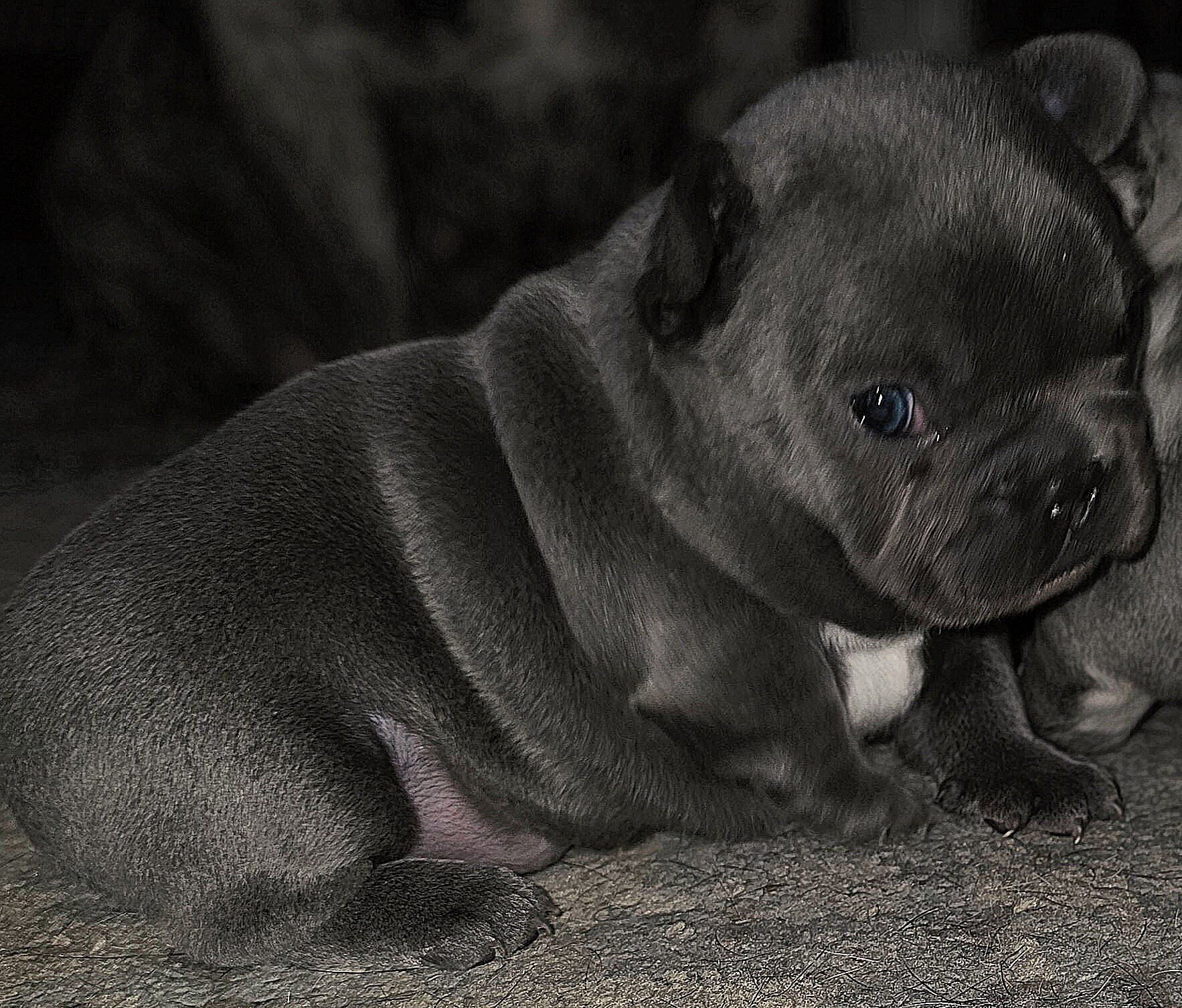 French bulldogs image 2