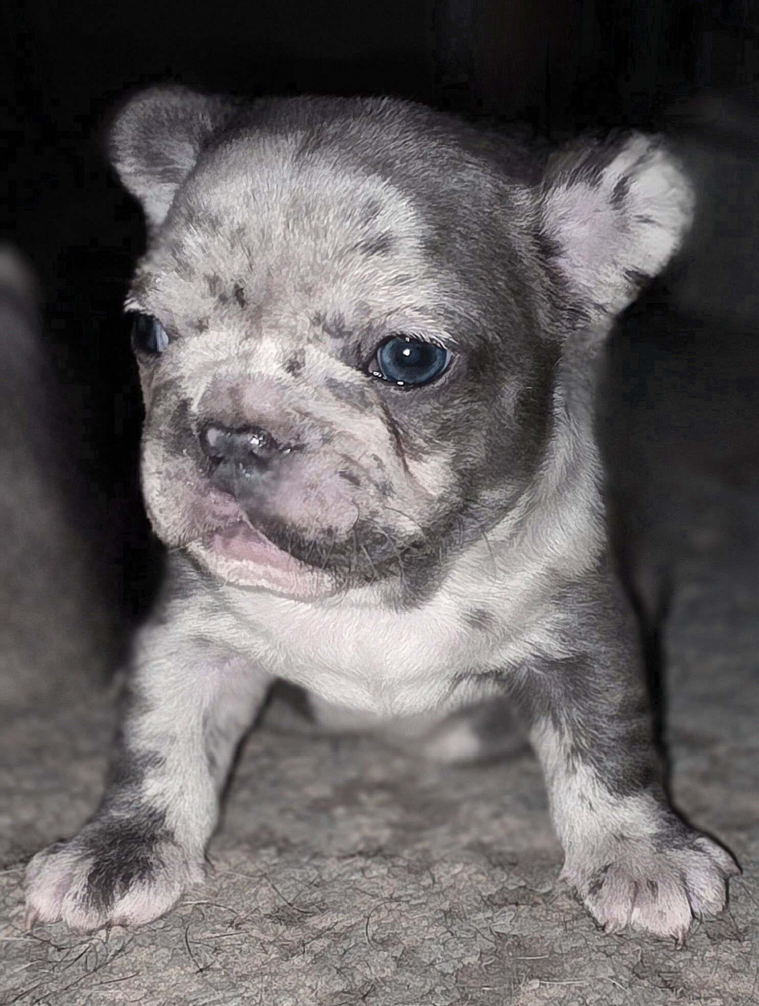French bulldogs image 3