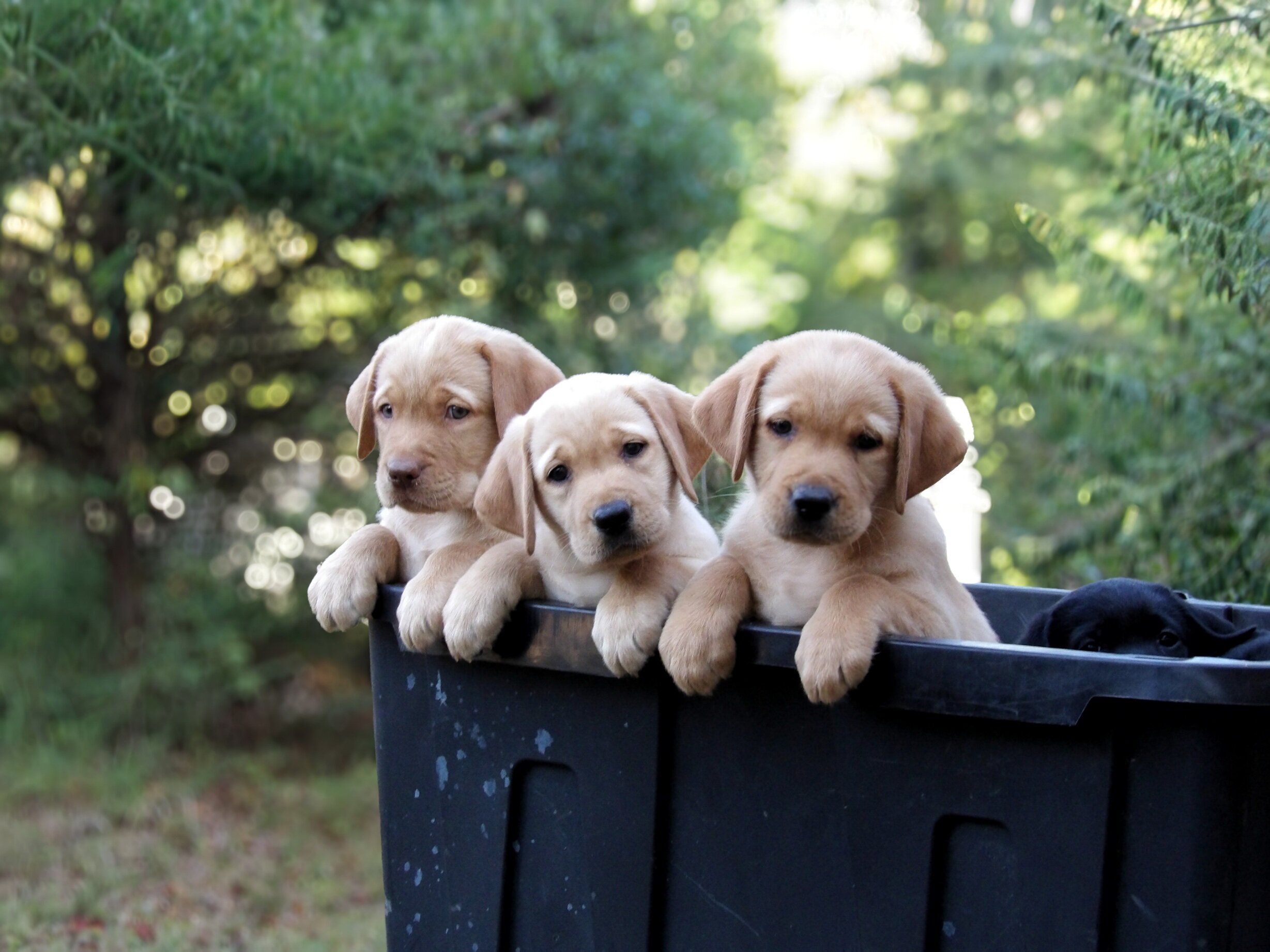 English/Show Black & Yellow Labrador Retrievers image 5
