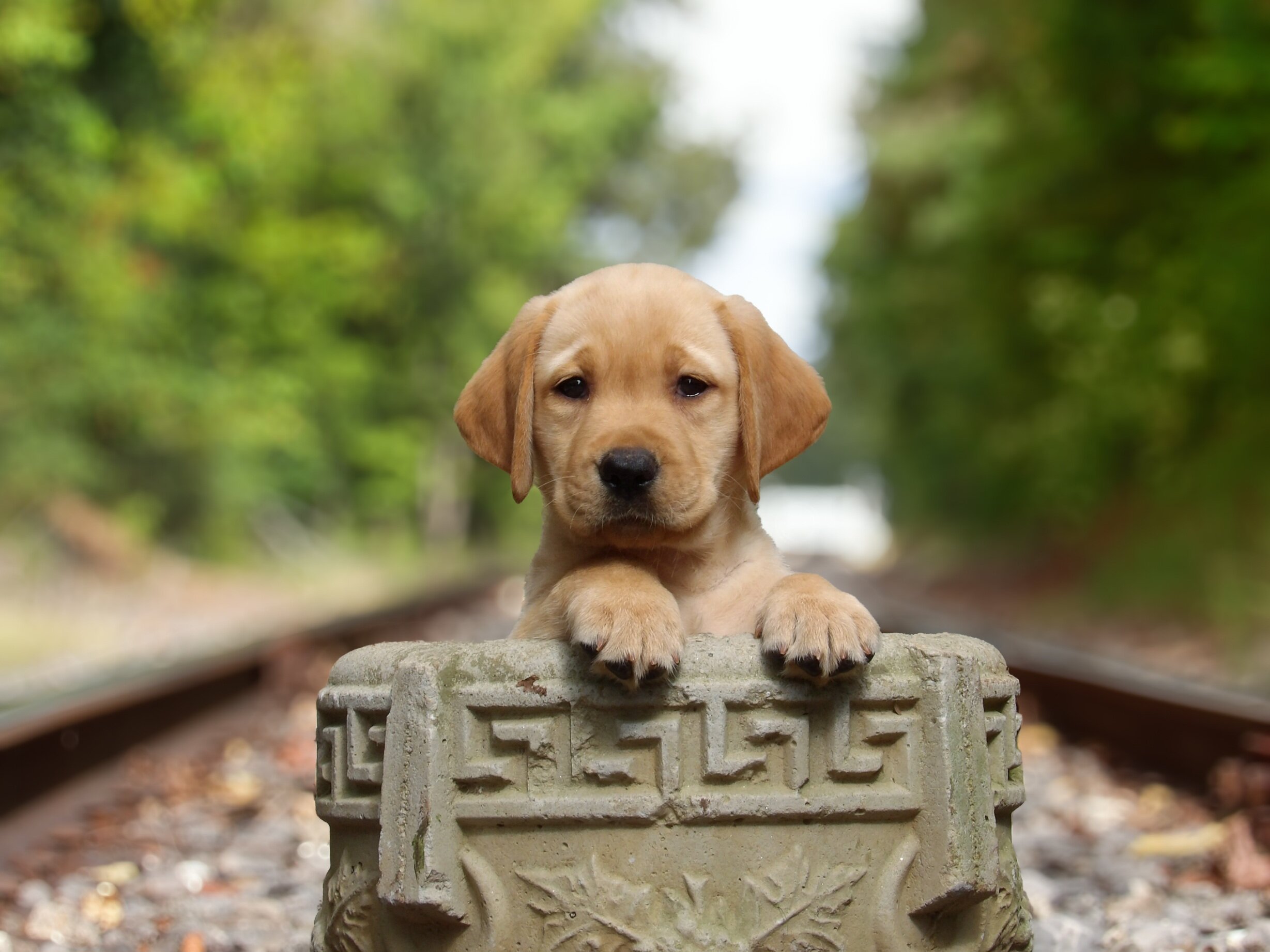 English/Show Black & Yellow Labrador Retrievers image 3