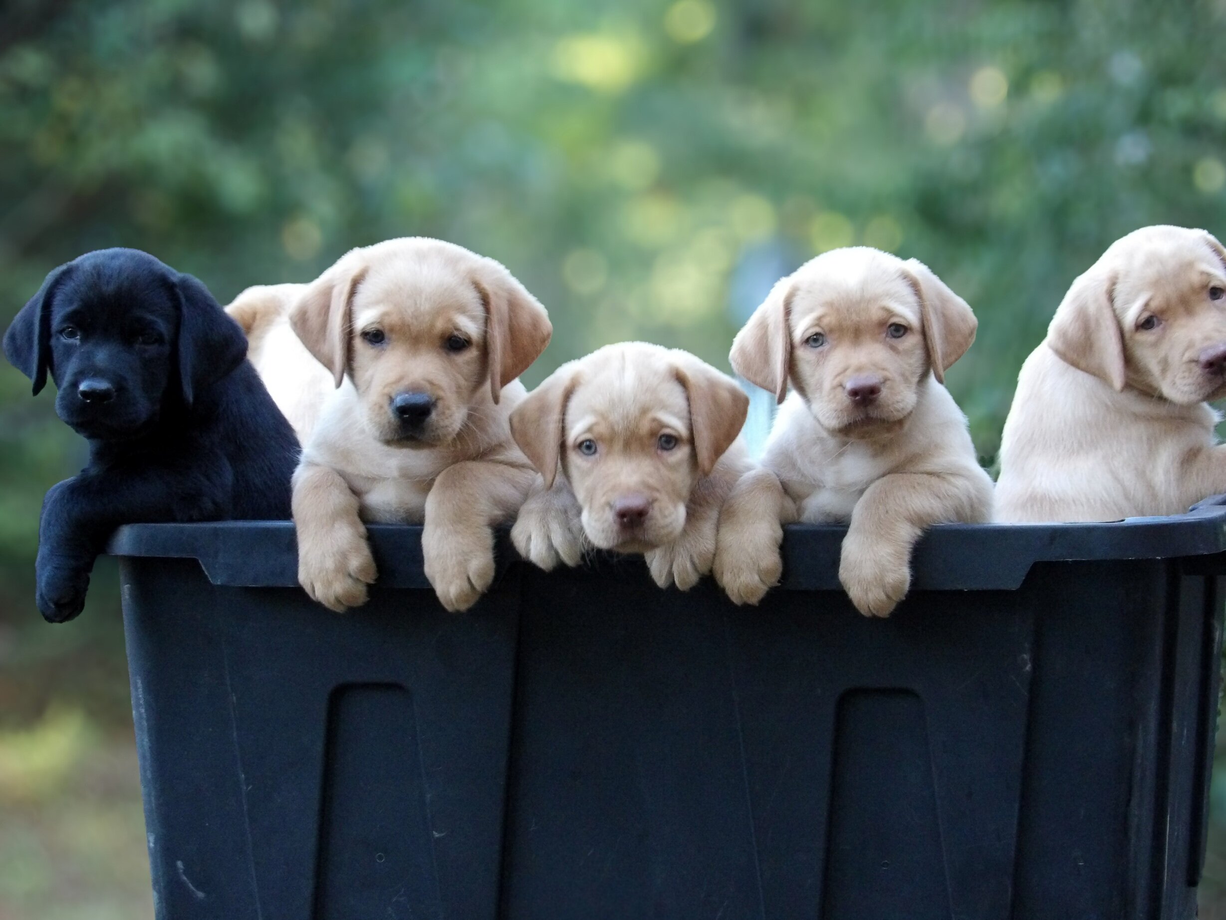 English/Show Black & Yellow Labrador Retrievers image 1