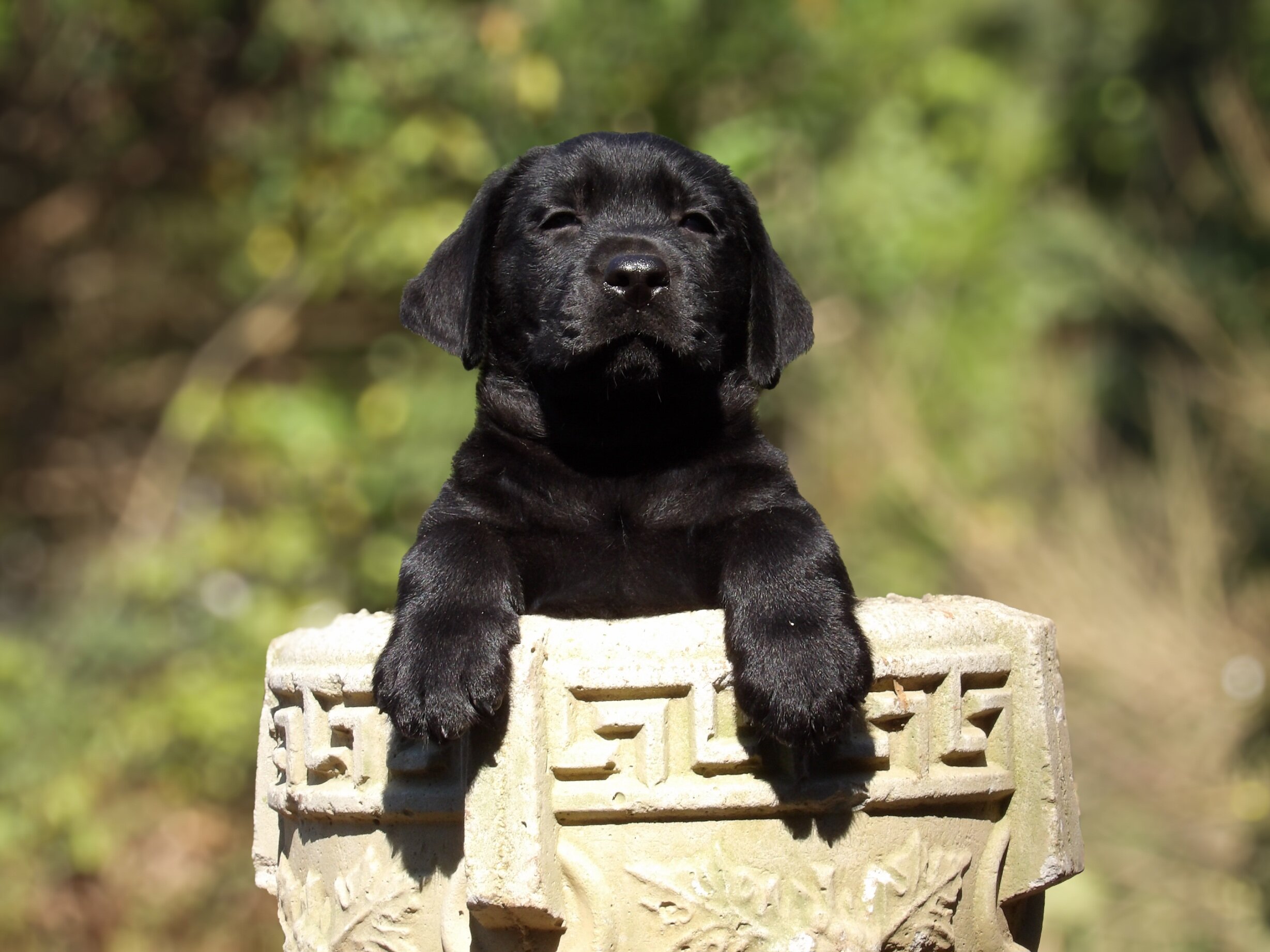 English/Show Black & Yellow Labrador Retrievers image 8