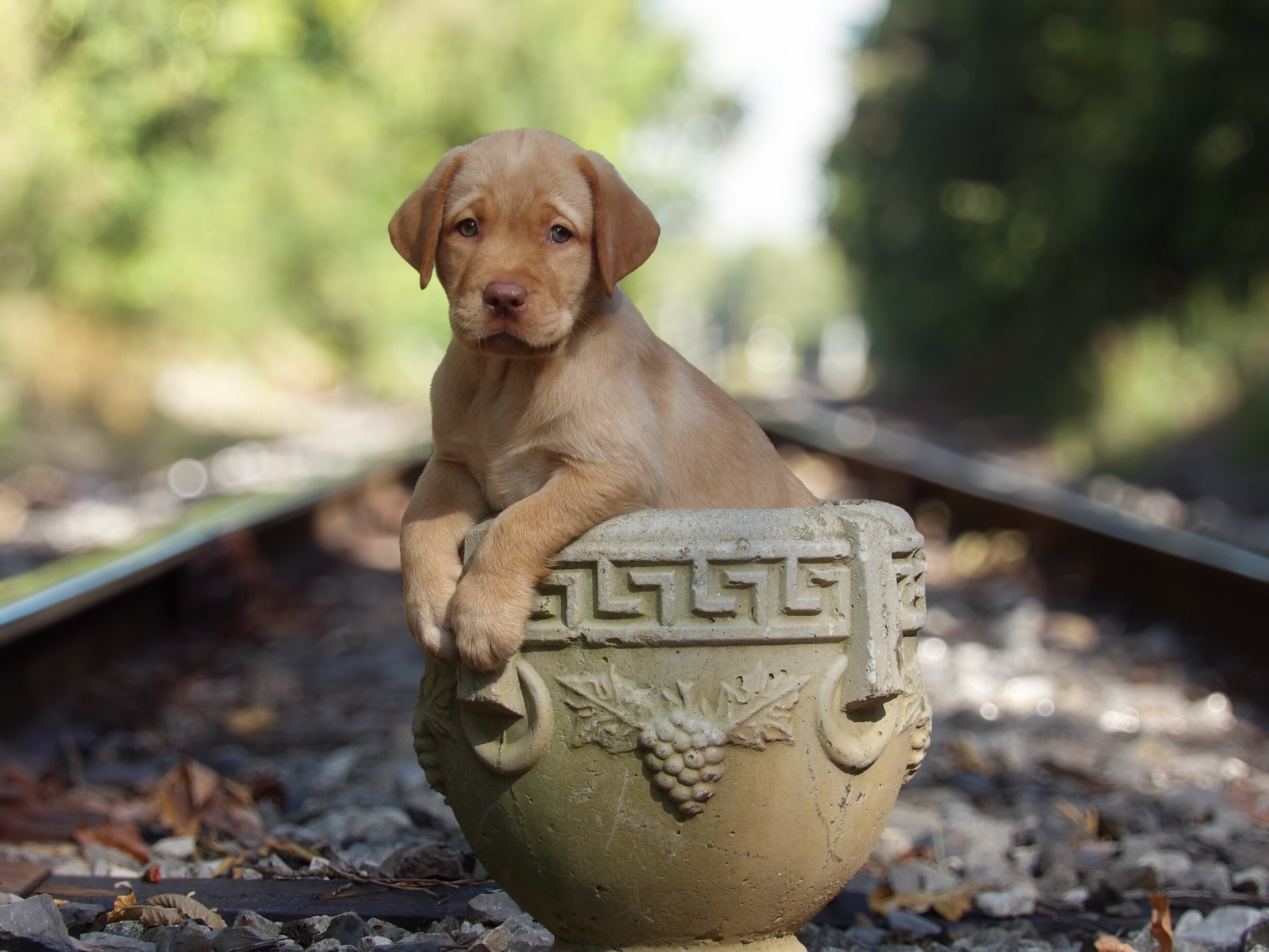 English/Show Black & Yellow Labrador Retrievers image 2