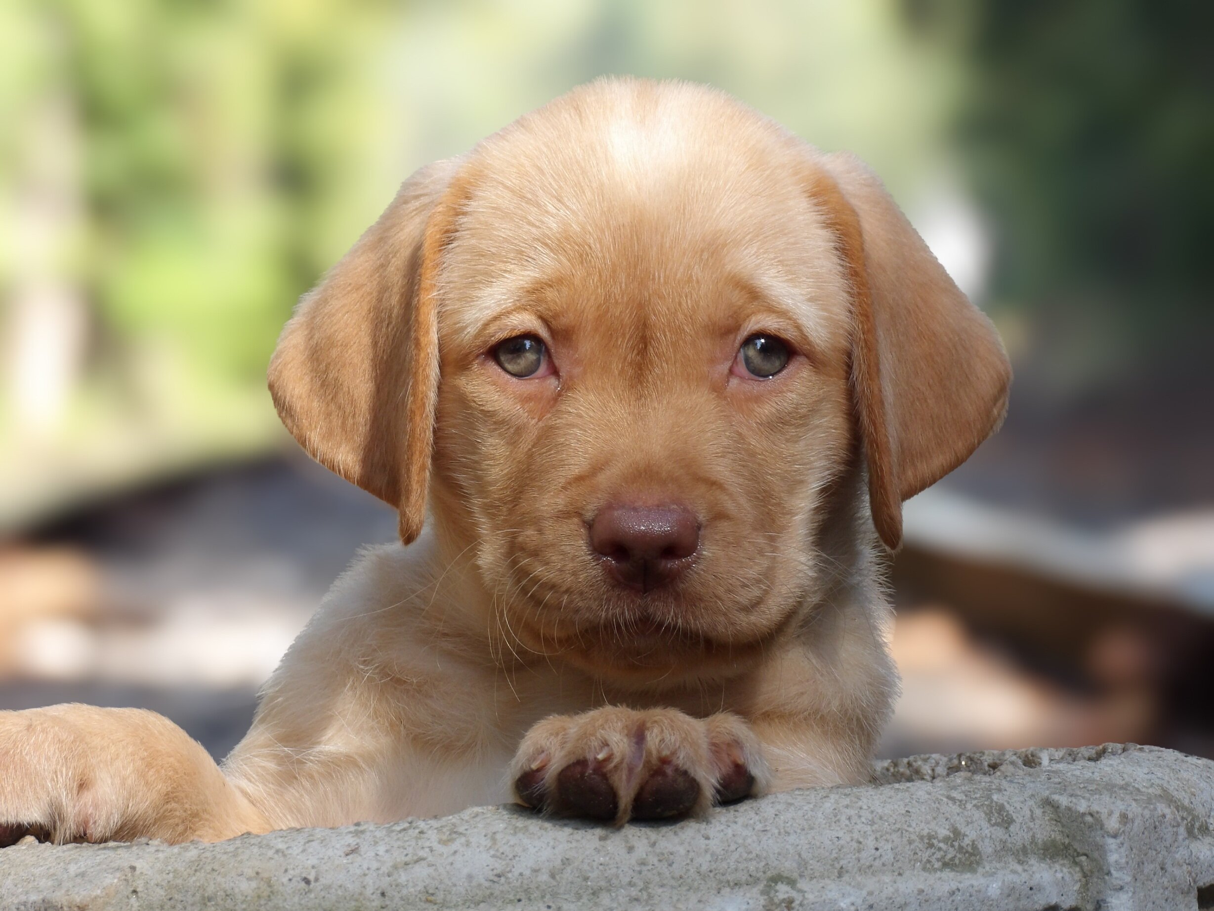 English/Show Black & Yellow Labrador Retrievers image 4