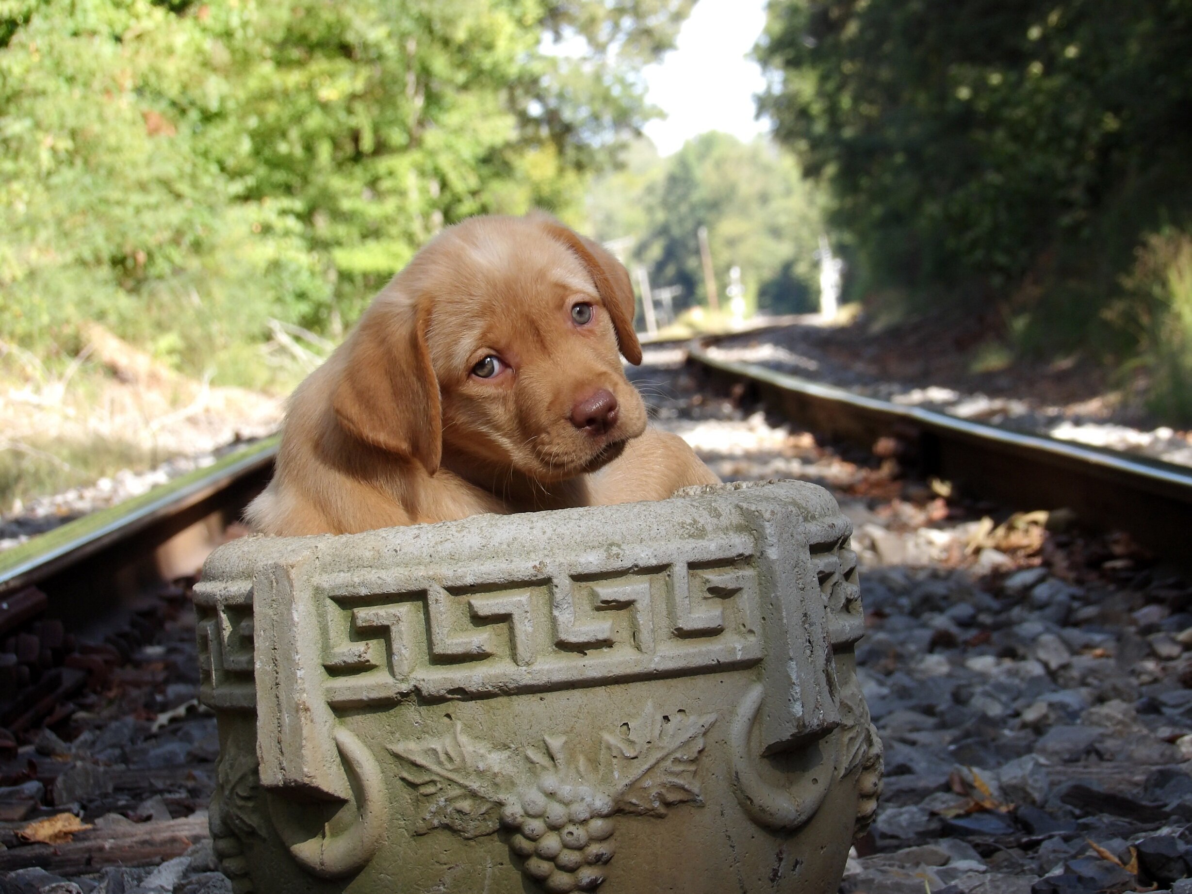 English/Show Black & Yellow Labrador Retrievers image 7