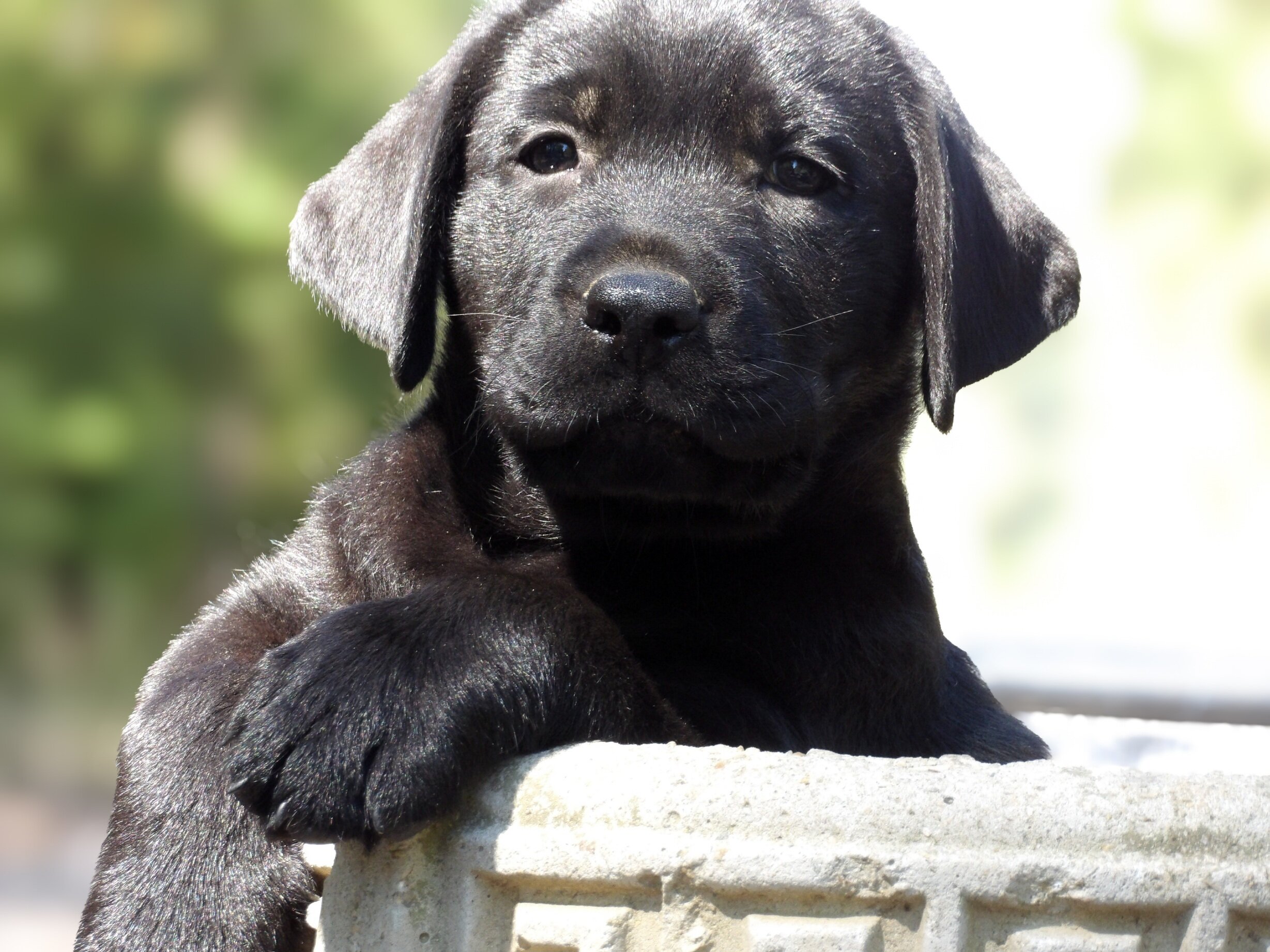 English/Show Black & Yellow Labrador Retrievers image 6