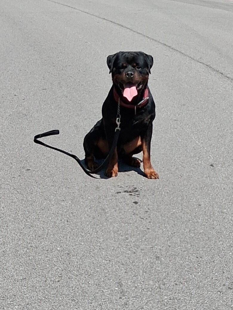 German Rottweiler puppies image 1