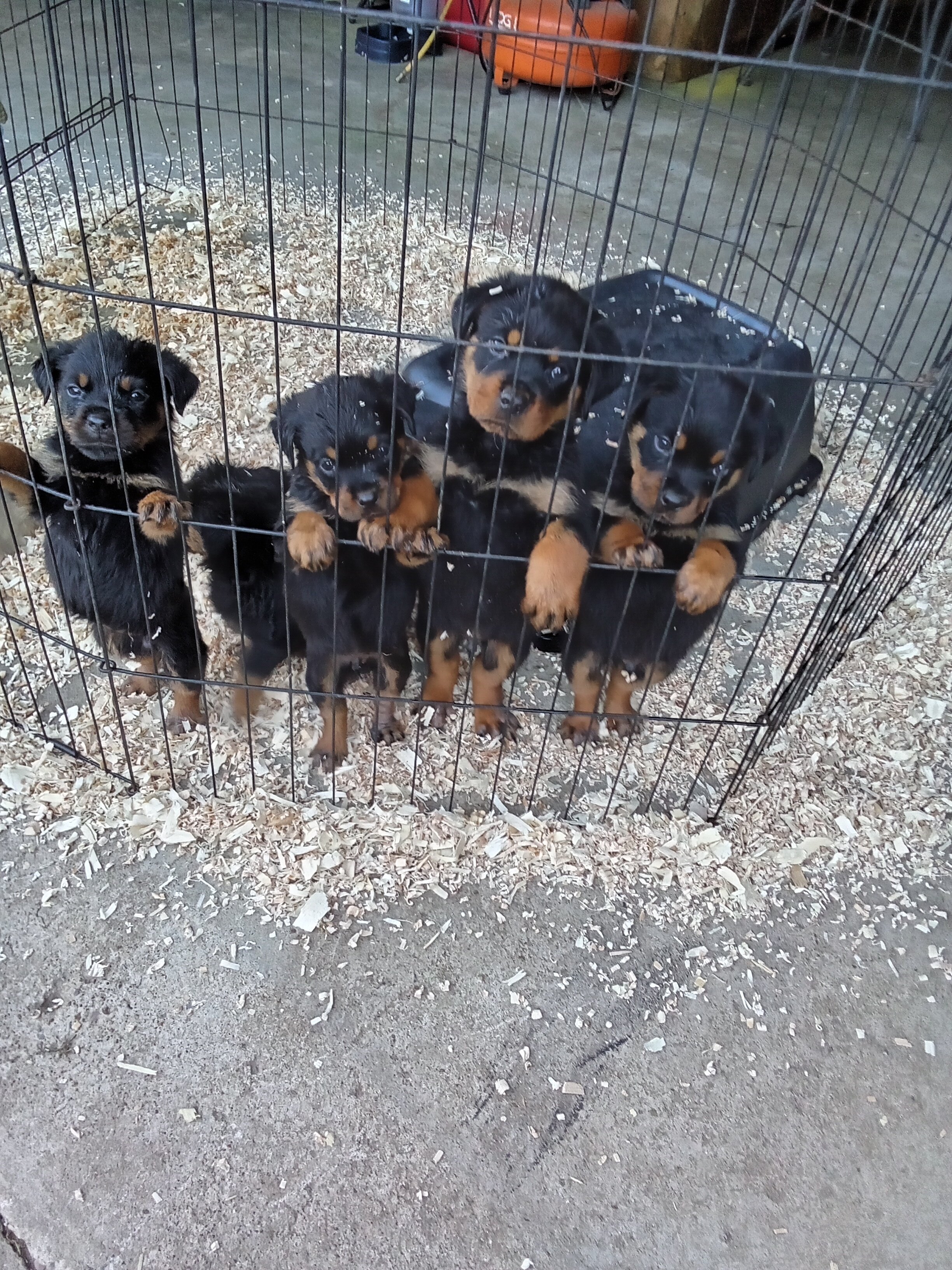 German Rottweiler puppies image 3