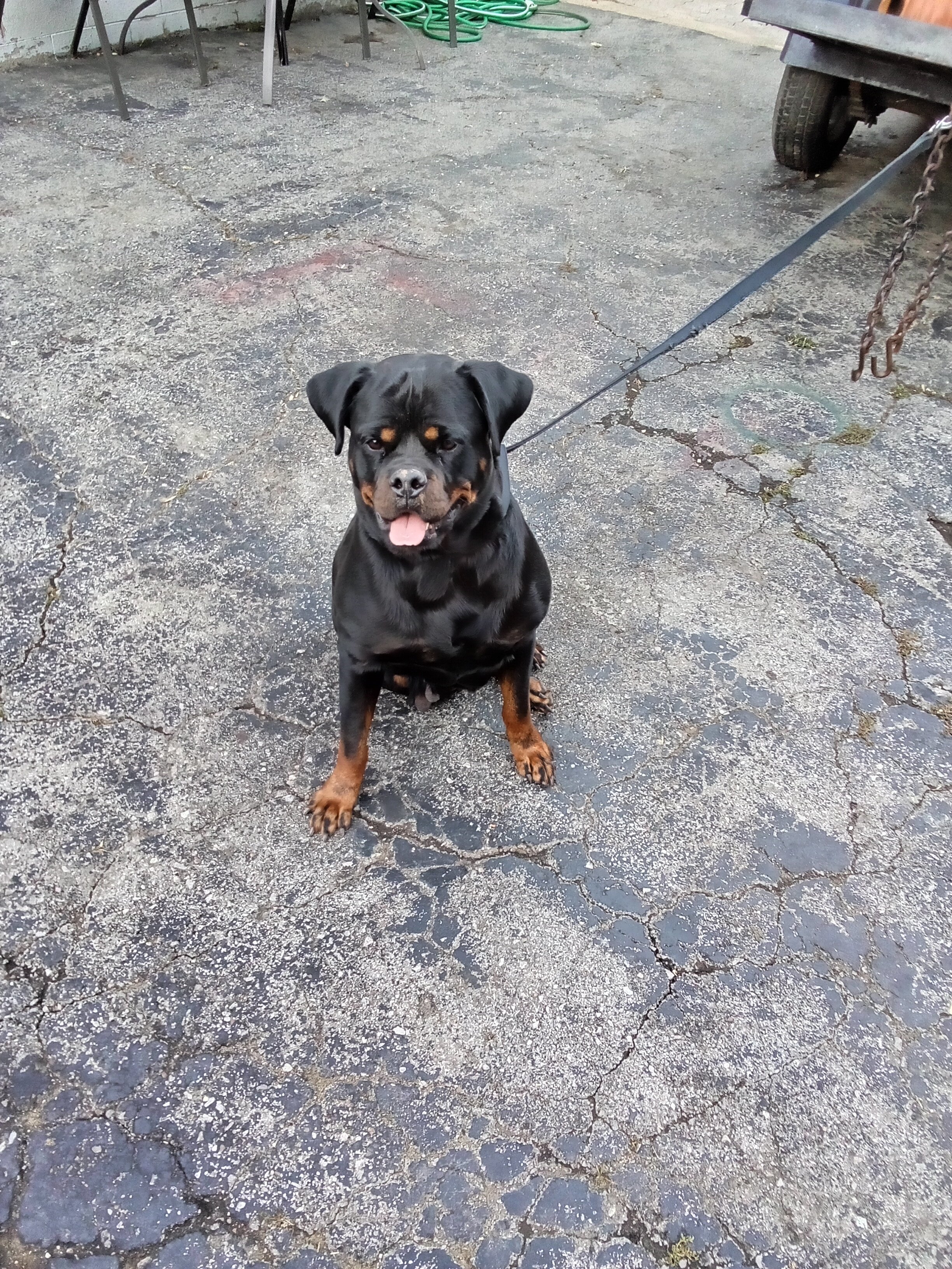 German Rottweiler puppies image 2